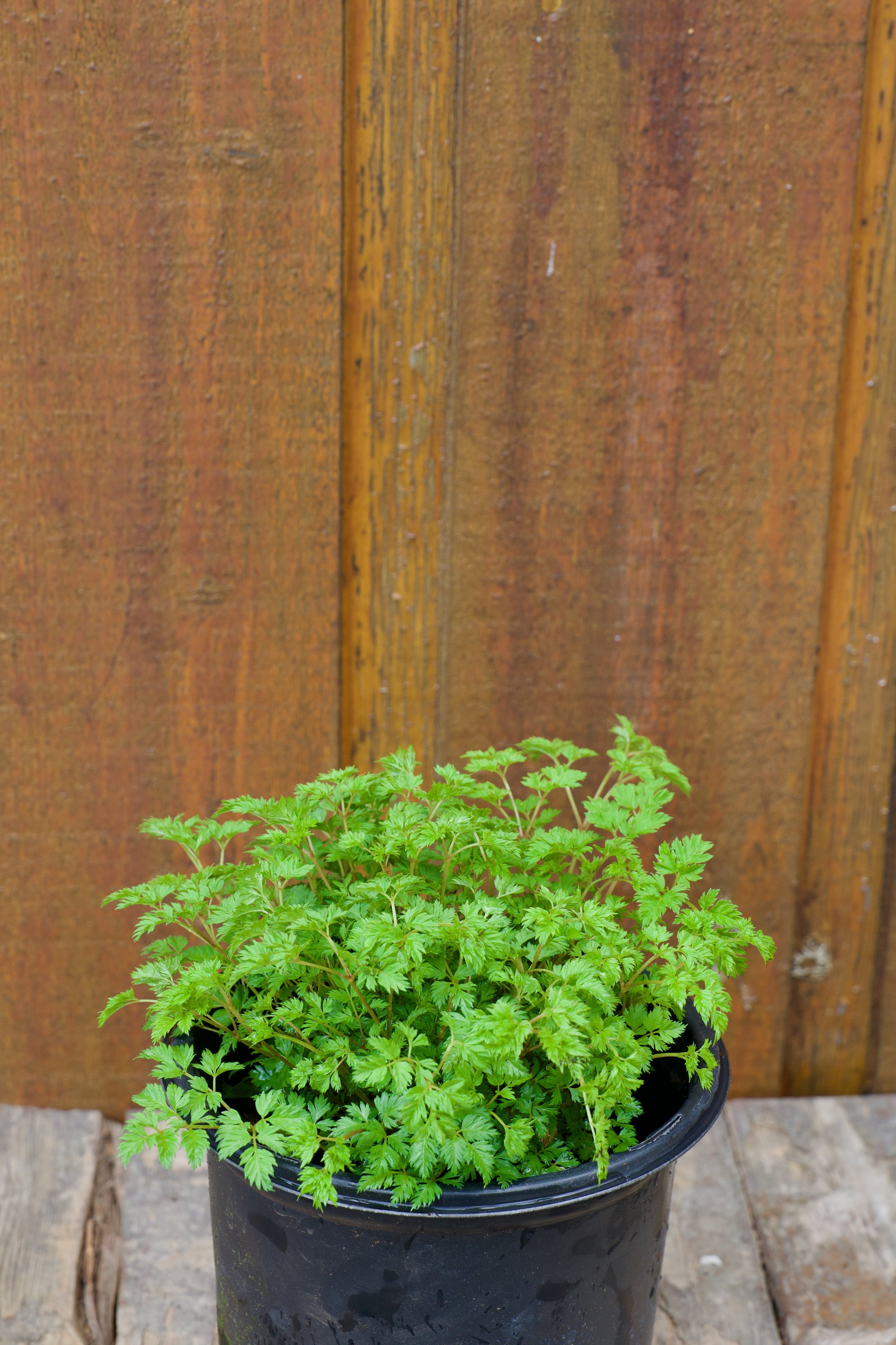 Aruncus aethusifolius.jpeg