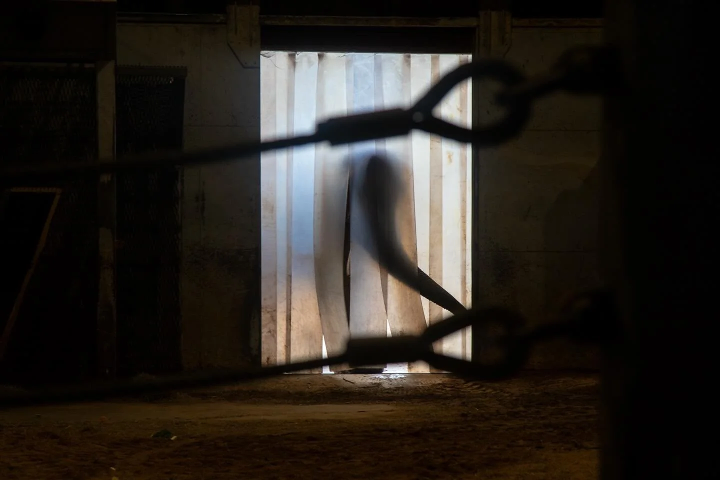 Through the Shadows 

#elephants #elephant #conservationphotography #falmouthuni #wildlife