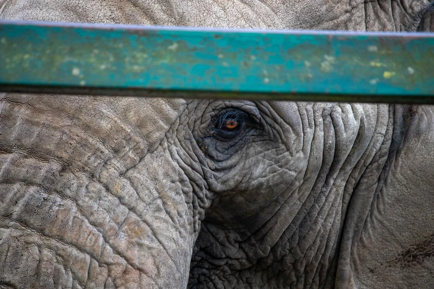 The Eye Behind the Bars

Elephants are known for the remarkable memory carrying experiences with them throughout their lives. When you look into an elephants eye it can feel as though those memories are visible. 

#elephant #captiveelephant #elephant