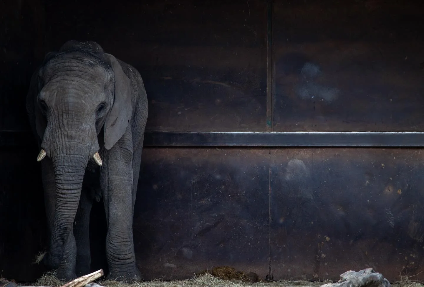 Wrinkled skin meets rusted steel

#elephant #elephantconservation #bornfree #animals