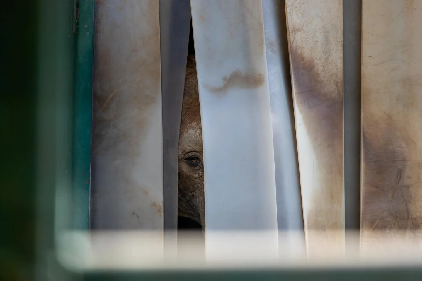 Olifants

This is a project I have now been working on for some time looking at the lives of the captive elephants in the UK compared to those in the wild. I will now start posting my series of work throughout the past couple months and start spreadi