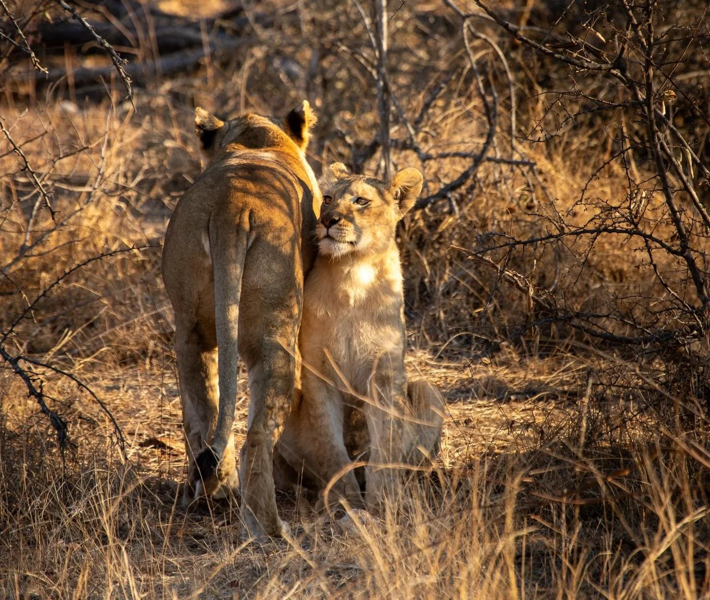 Family Bonds 
Looking back at this encounter always reminds me why I want to work in this field seeing this lions together protecting one another during multiple being snared.

#lionpride #greaterkruger #southafrica #photography #conservation
