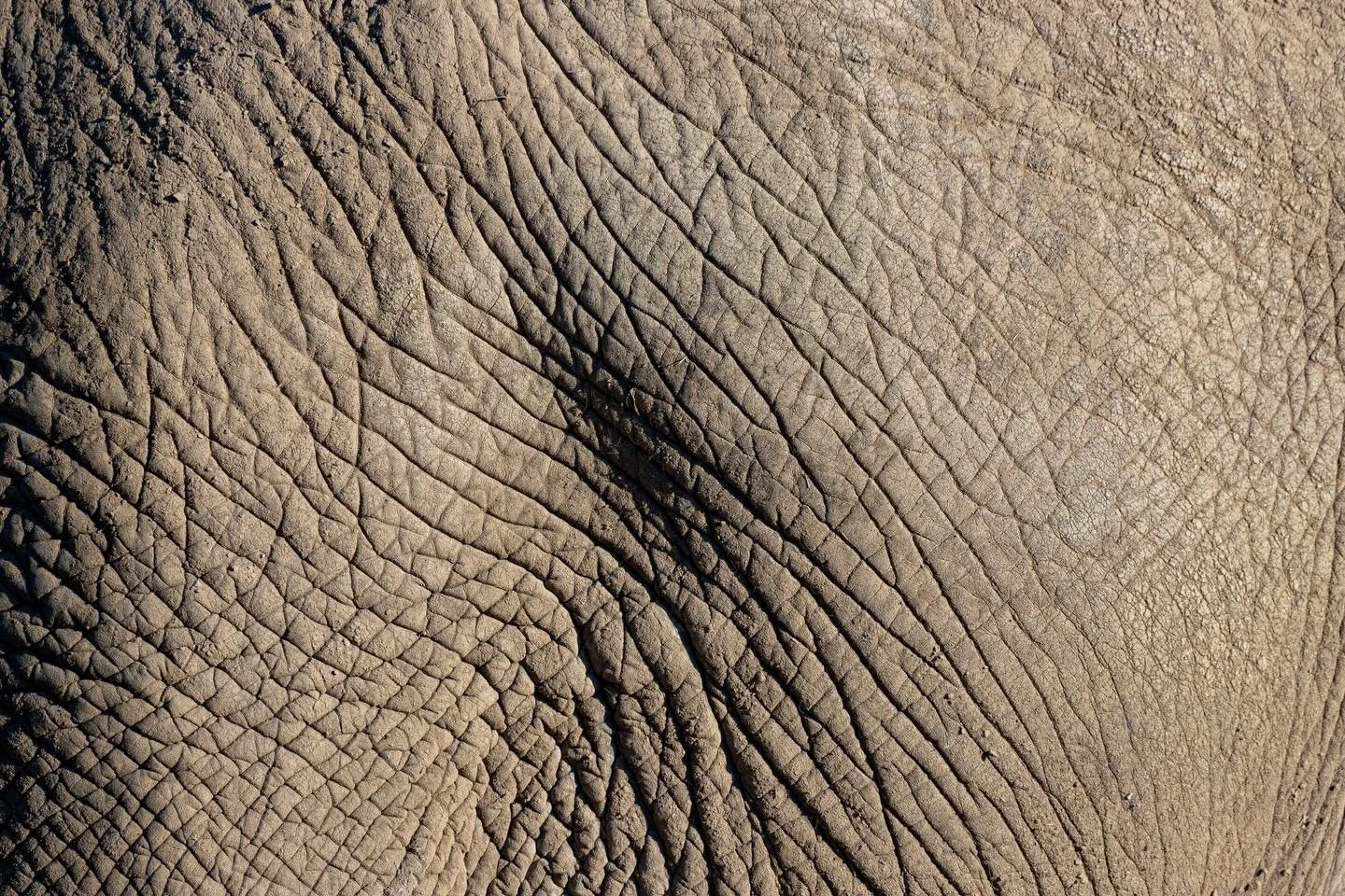 TEXTURE 
Elephants skin are filled with deep cracks and folds which help regulate temperature and protect from parasites. It&rsquo;s incredible how their skin forms channels for protection and cooling. 

#elephants #wildlife #photography