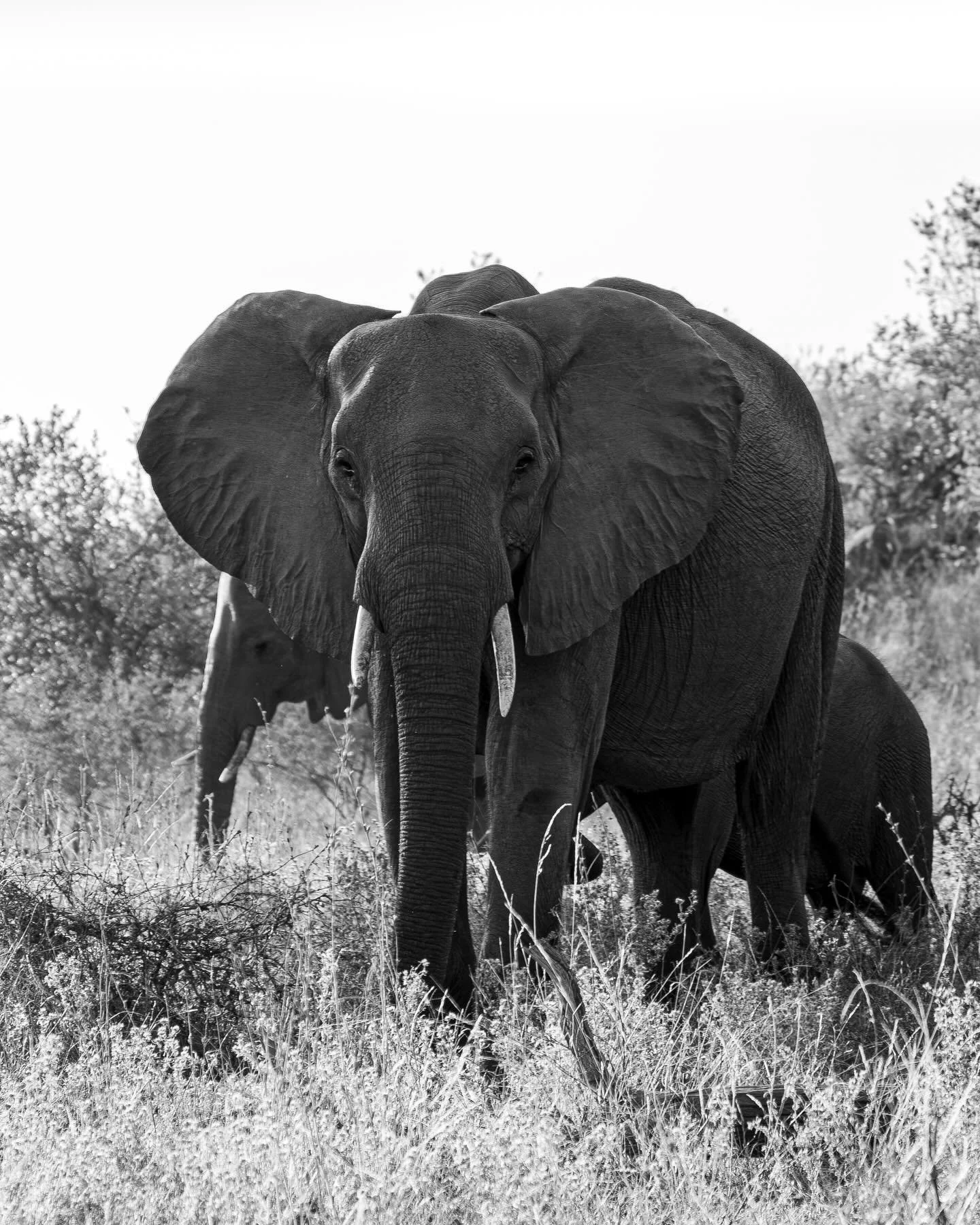 Ears wide and alert. 

#southafricawildlife #elephants #natgeoyourshot #wildlifephotographer #elephantportrait