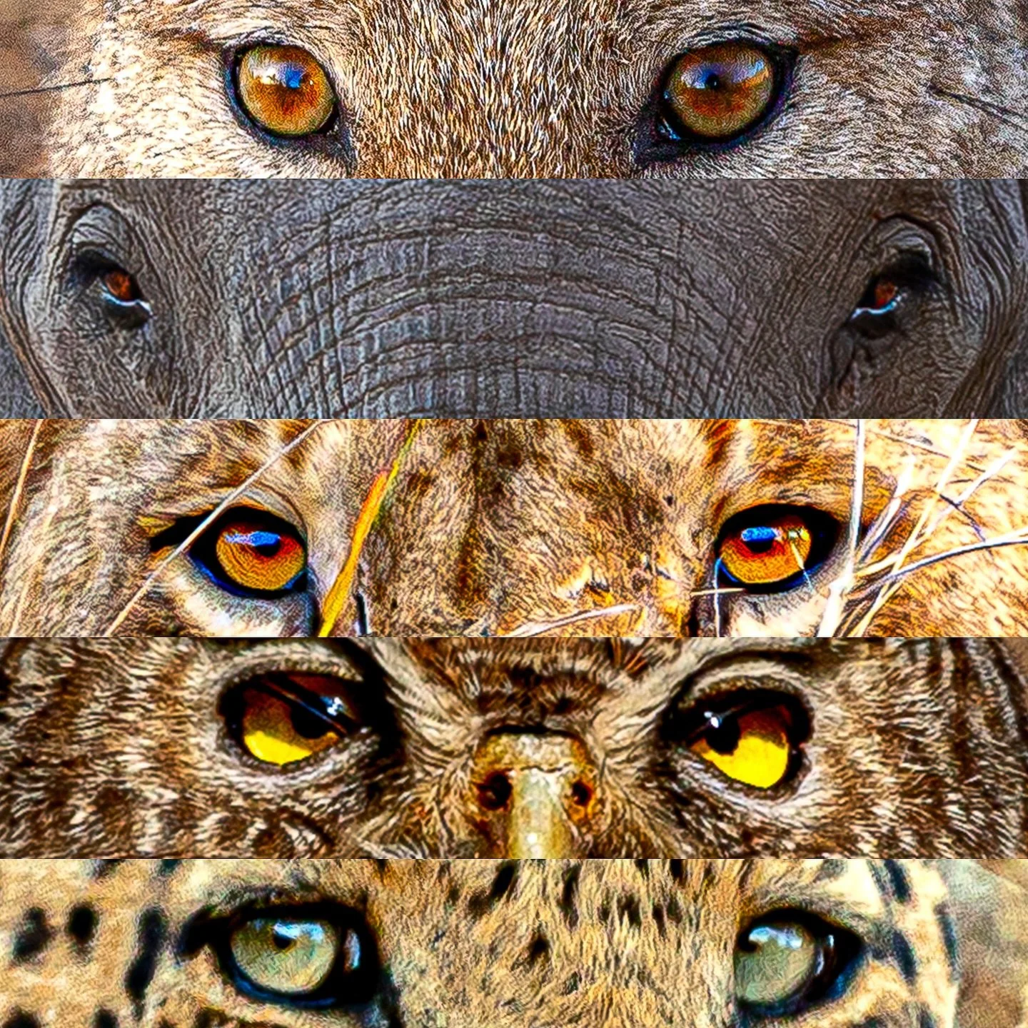 Eyes of the African bush&hellip;🐘🐆🦉🦁

Had a fun play round with some of my portraits in the bush! 

#southafrica #animals #conservation #eyes #photography #animalportraits