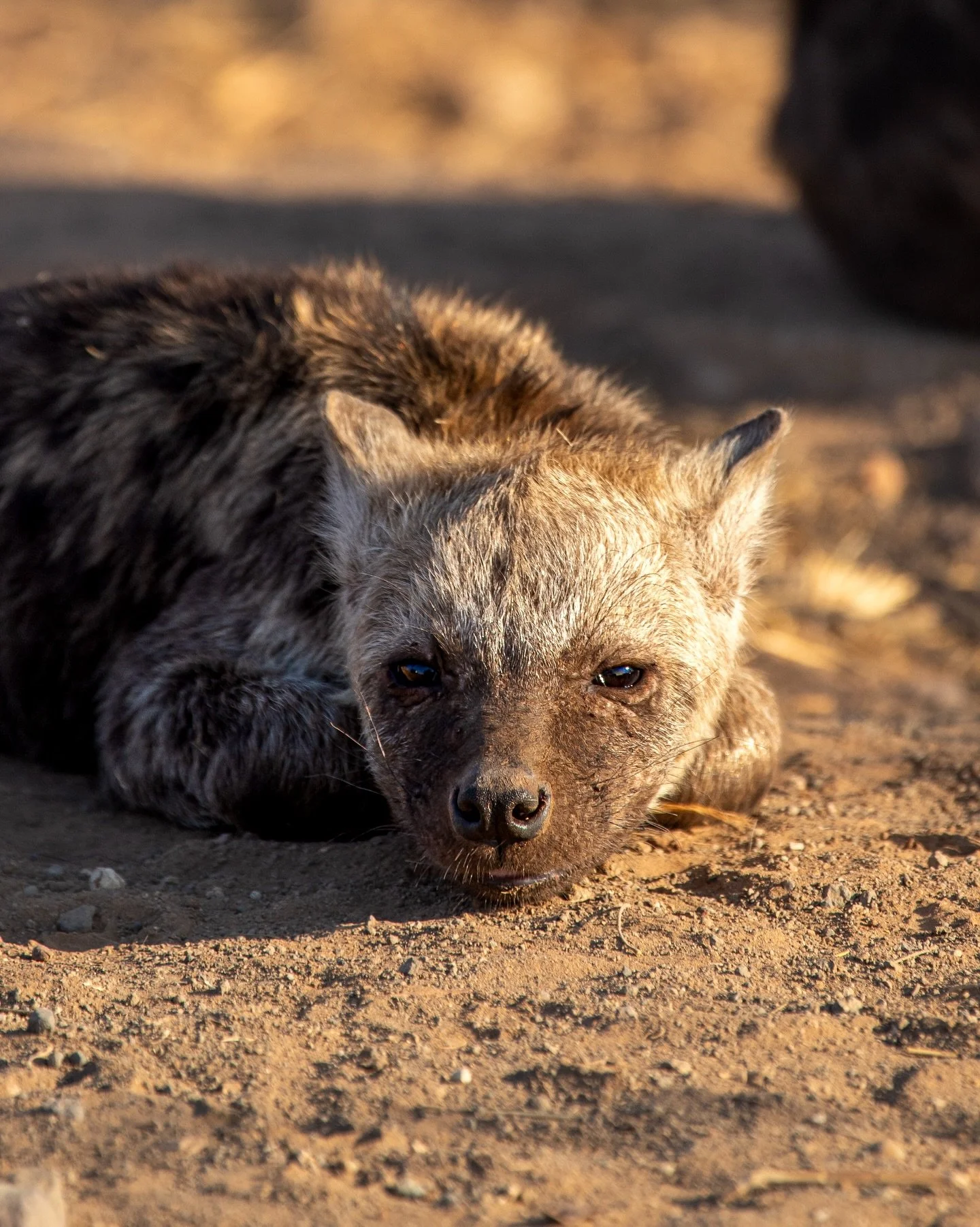 Hyena Cub taking in the afternoon along the S40 roads 

#wildlife #hyena #krugernationalpark #conservation #cub
