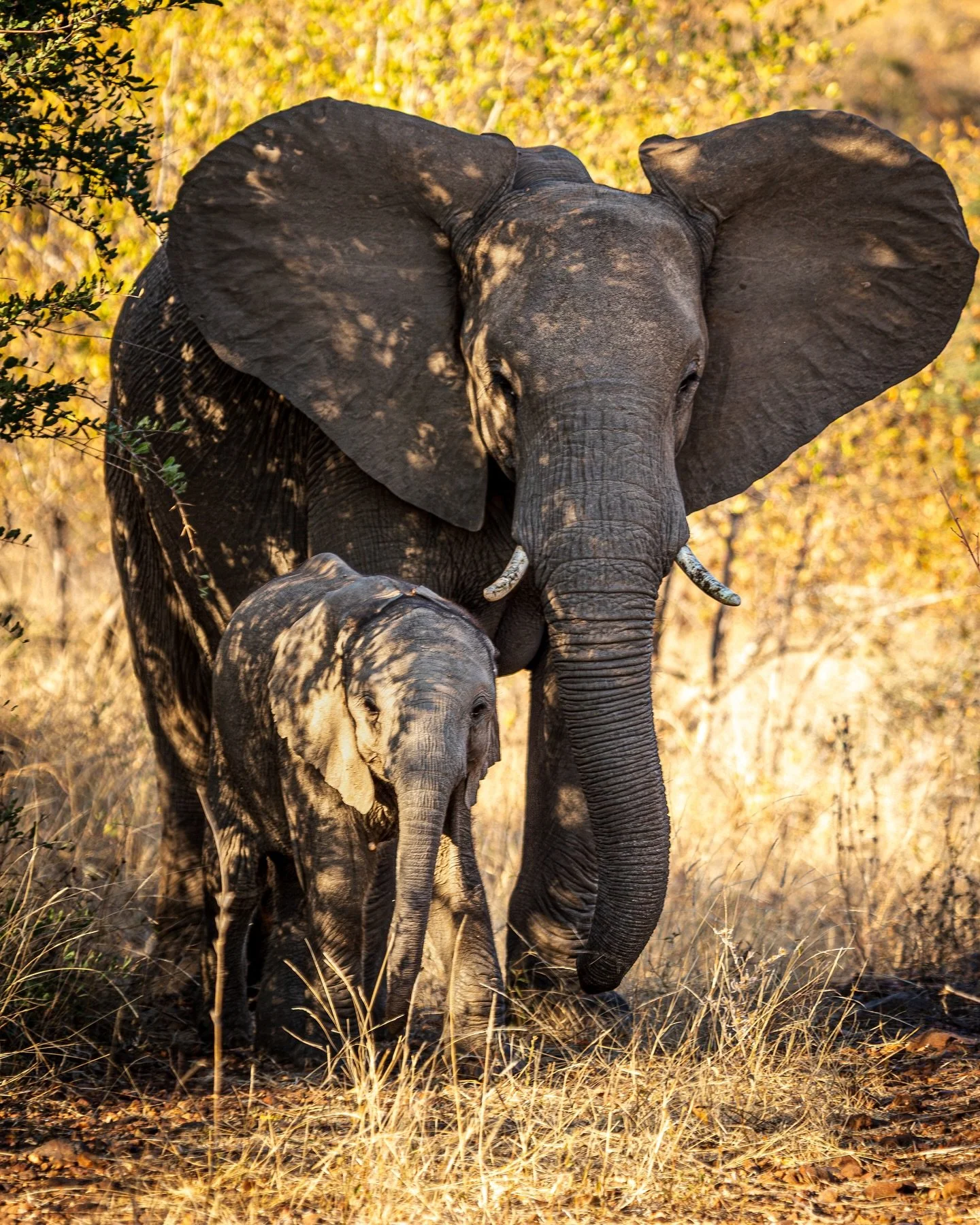 Family ties run deep in the elephant world 🌍🐘💚

#elephantconservation #wildlifeawareness #keepthemwild #southafrica #photography #conservation