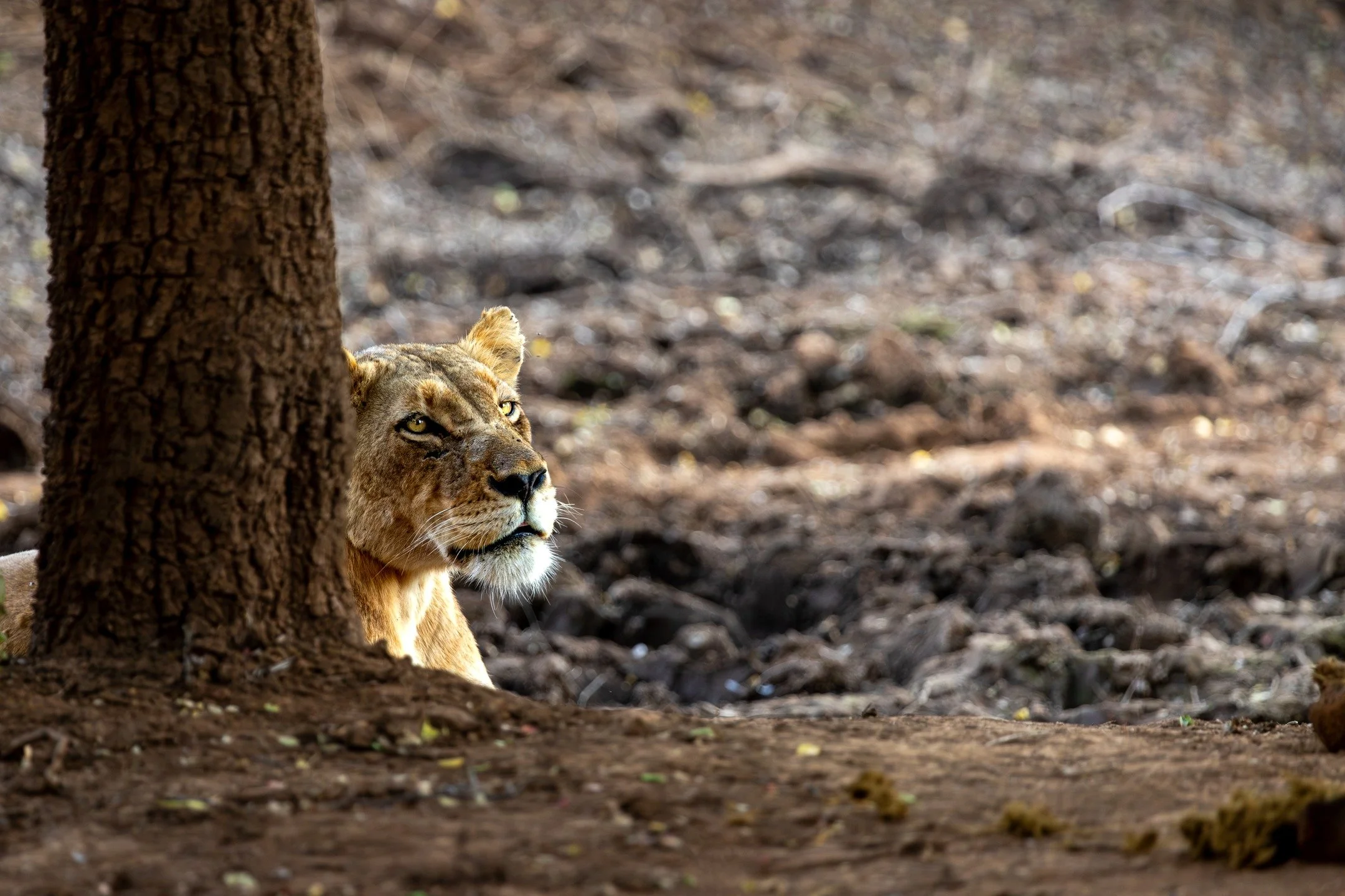 Lioness patiently waiting for her cubs to return... two lionesses relaxing in the shade in the late afternoon.

#lioness #greaterkruger #conservationphotography #photography #wildlifephotography #natgeoyourshot #lionpride #africanwildlife #balule