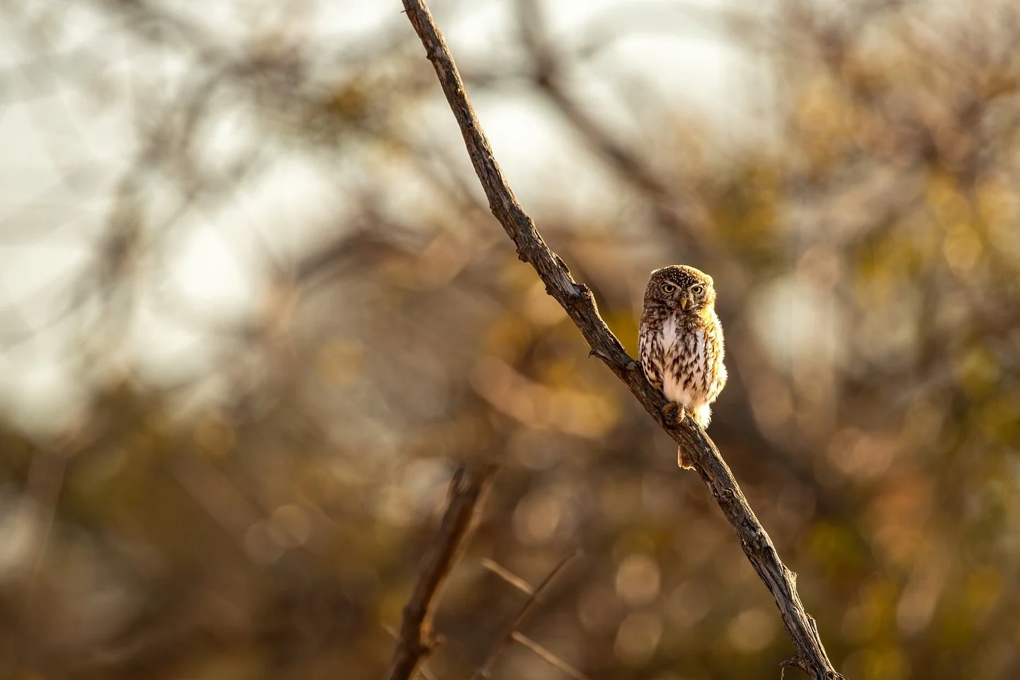 Pearl Spotted Owlet 🦉
Early morning sighting with the golden morning sun peaking through I saw a small pearl spotted owlet perched on a branch which was a lovely photo opportunity!

#wildlife #wildlifephotography #naturelovers #planetearth #earthcap