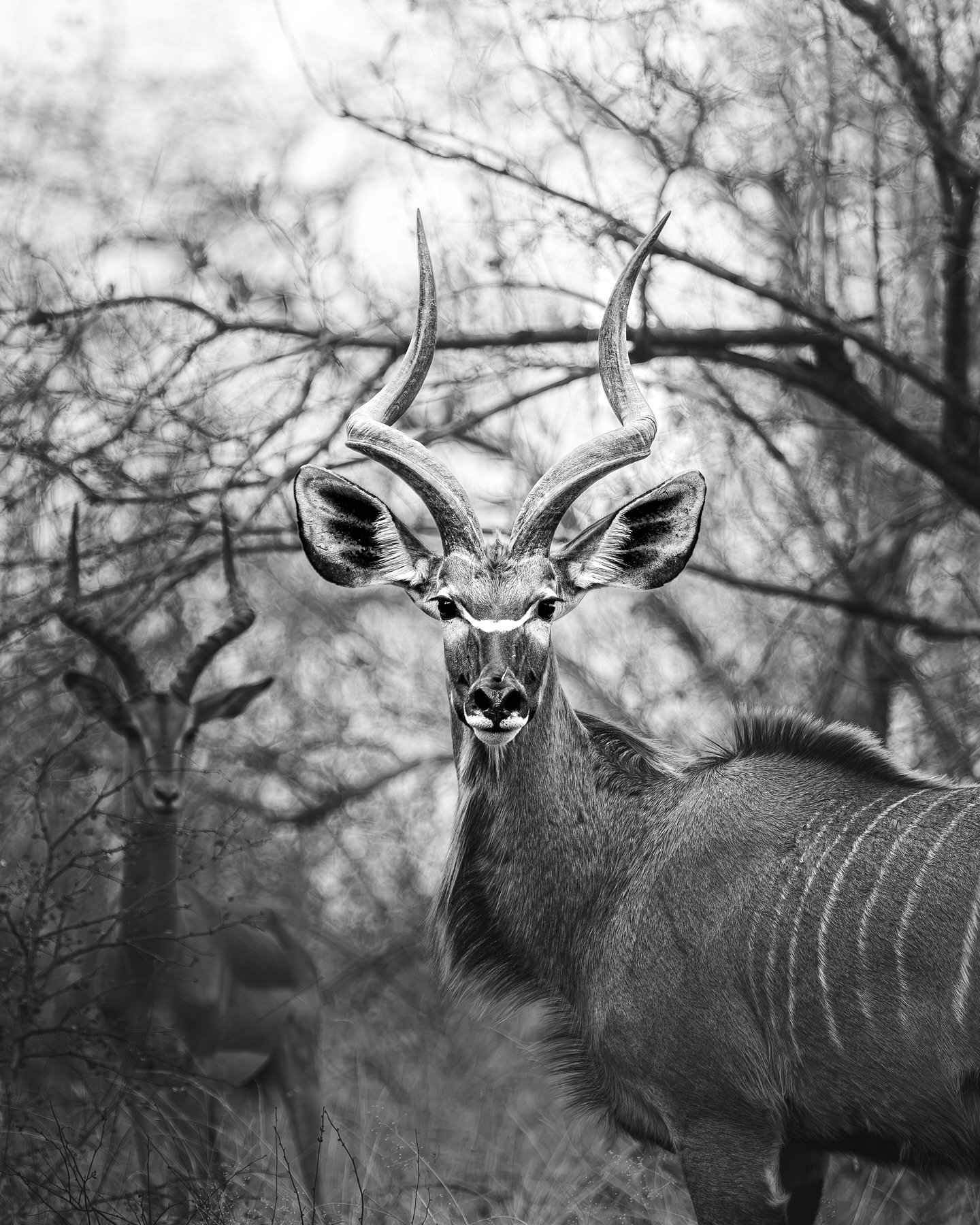 THE MALE KUDU 

#southafrica #photographer #conservation #natgeoyourshots #kudu #photography
