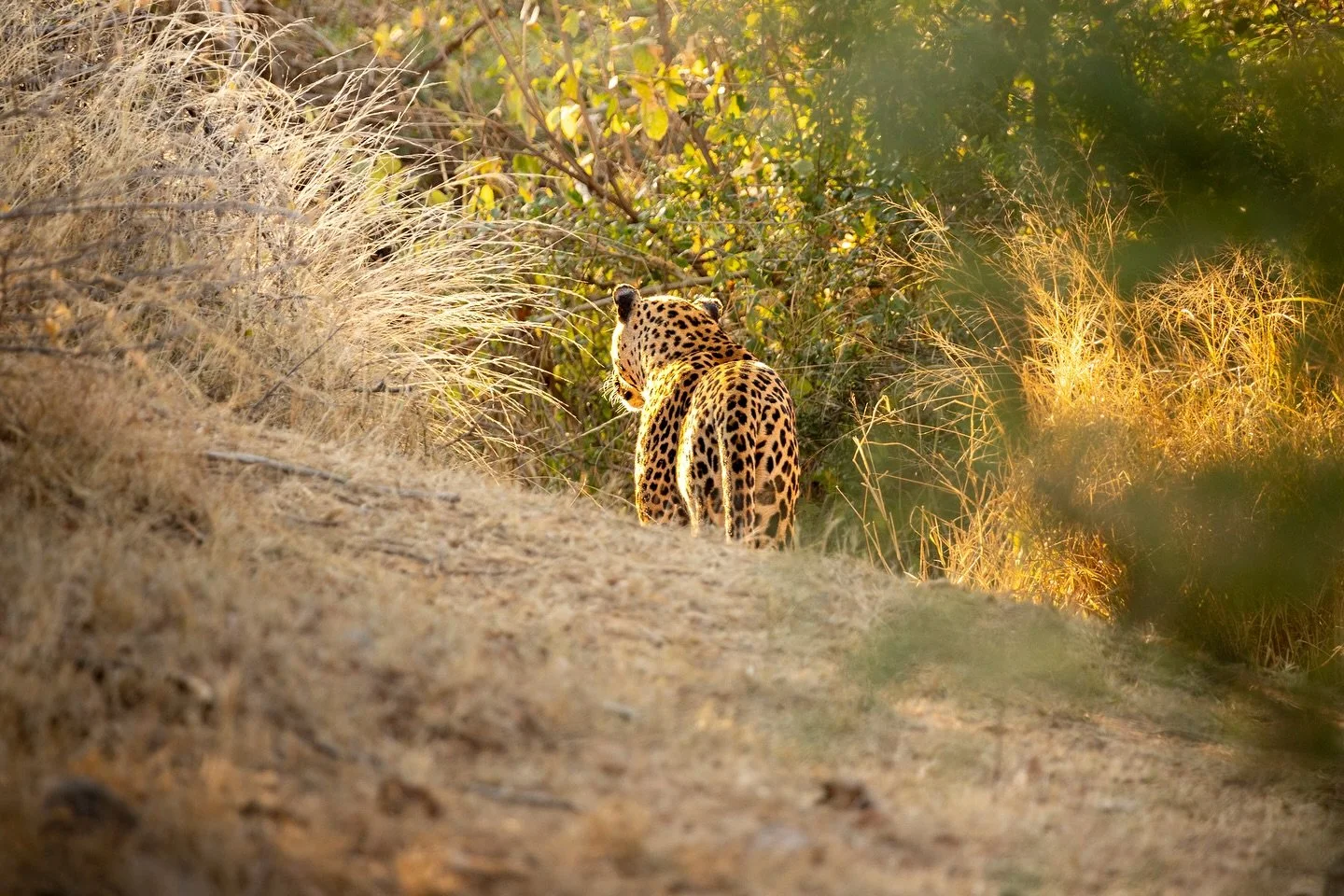 Disappearing into the grasslands 🐆

#leopard #wildlife #southafrica #photographer #wildlifeconservation #greaterkruger #natgeo