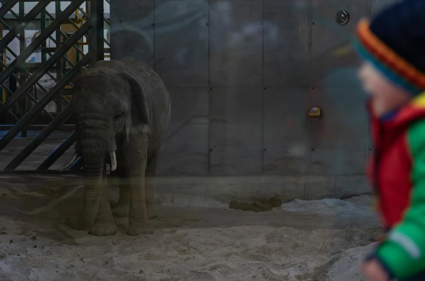 Mondula 

Is this the end of captive elephants in Scotland?

In early February we sadly had a to say goodbye to Mondula, the lonely elephant in Scotland. I was fortunate enough to go meet her a couple months before she passed. Now there could be a tu