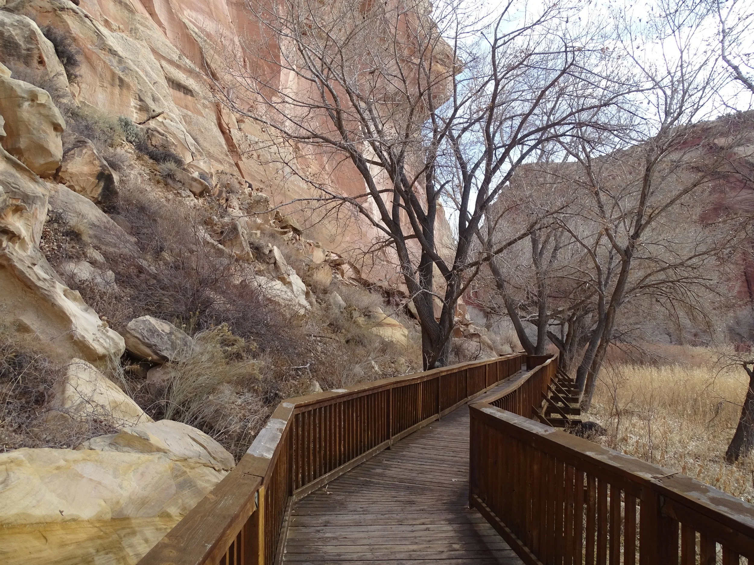 A wooden boardwalk with railings winds between leafless trees below red sandstone cliffs at Capitol Reef National Park. Archival photograph, December 2019.