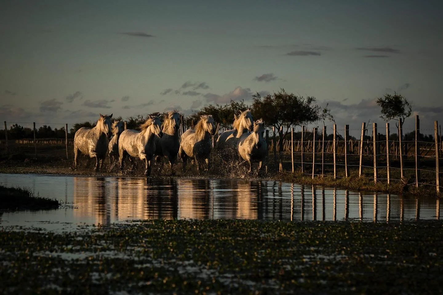 This day will go down as one I will never forget. From start to finish it was perfection. @d.annboal planned the most magical experience at Mas de Grand Ponche - horses, wild flamingos and swans all in one day? Yes please! Farewell dinner with the mo