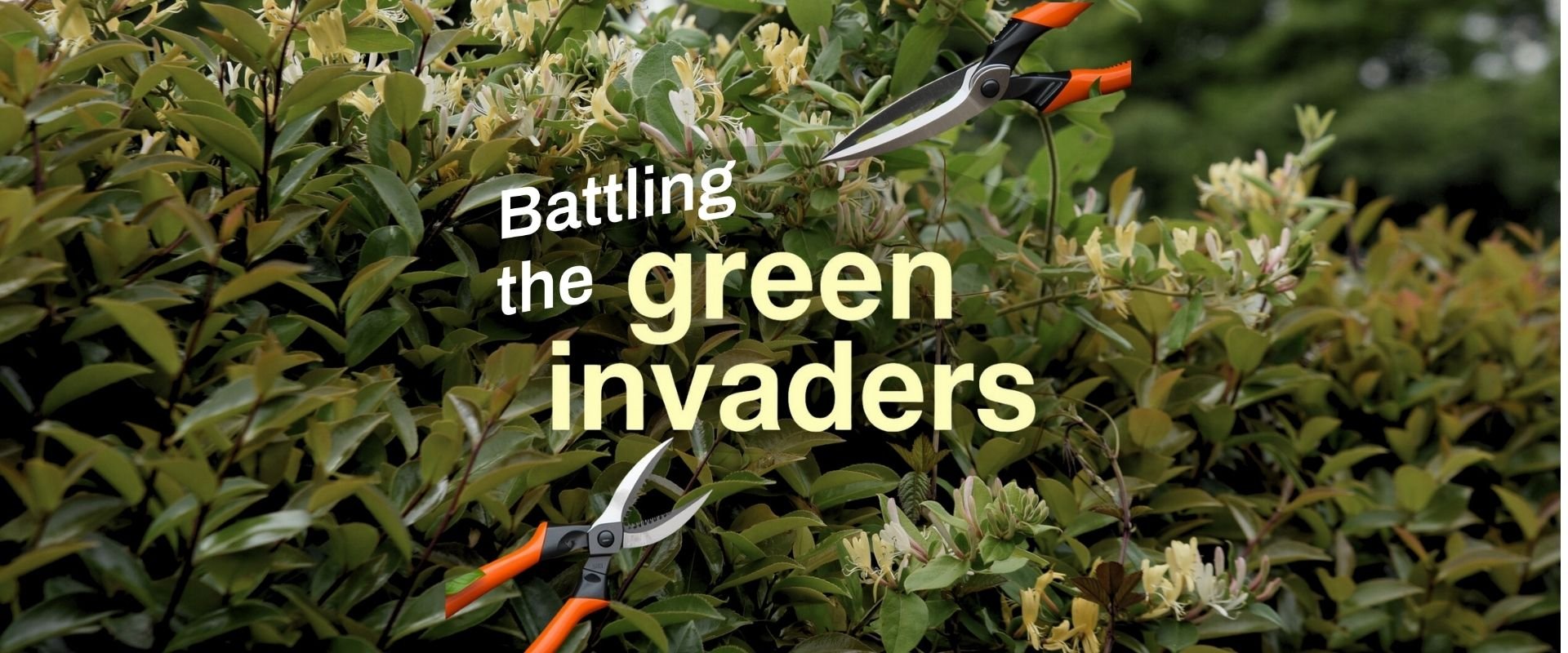 Battling the Green Invaders: Identifying and Managing Invasive Plants in our Community