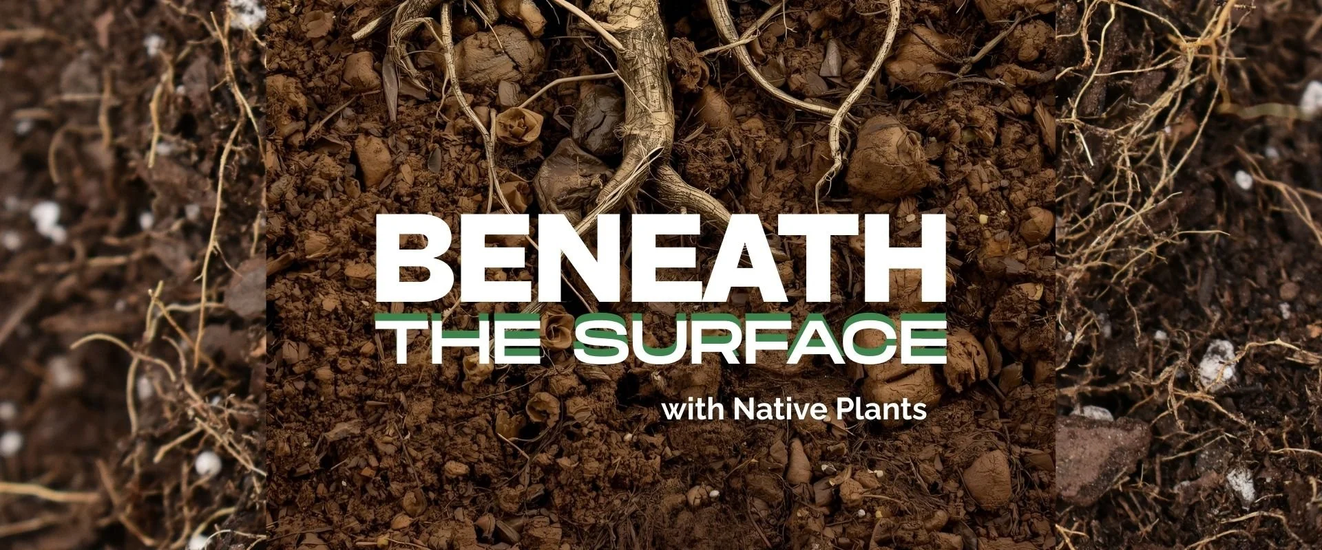 Gardening: Beneath the Surface with Native Plants