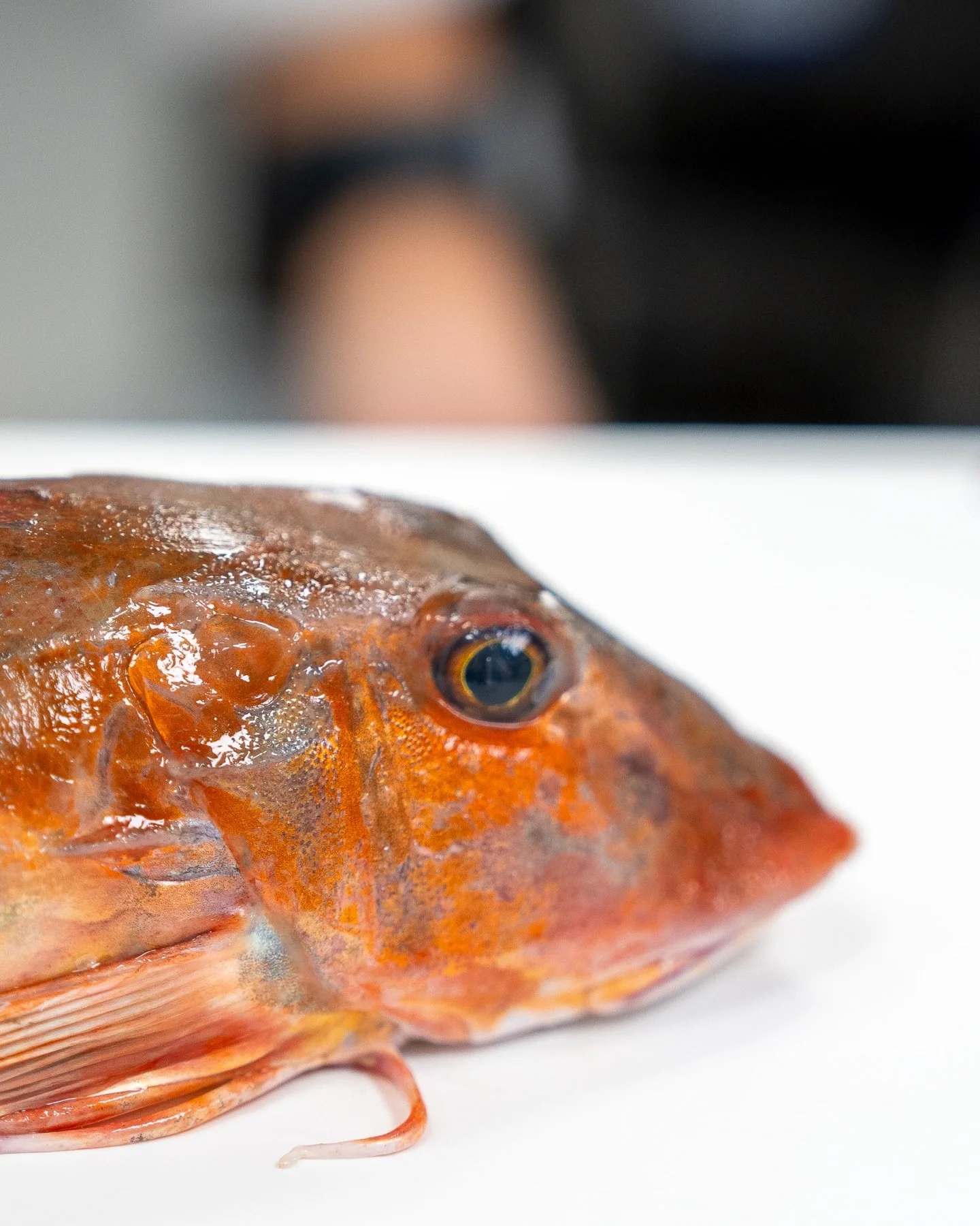 &ldquo;I really like the platter task. Red gurnard is a strong main ingredient, and serving it whole and stuffed gives us the chance to show both technique and respect for the fish.&rdquo; - @christian_wellendorf