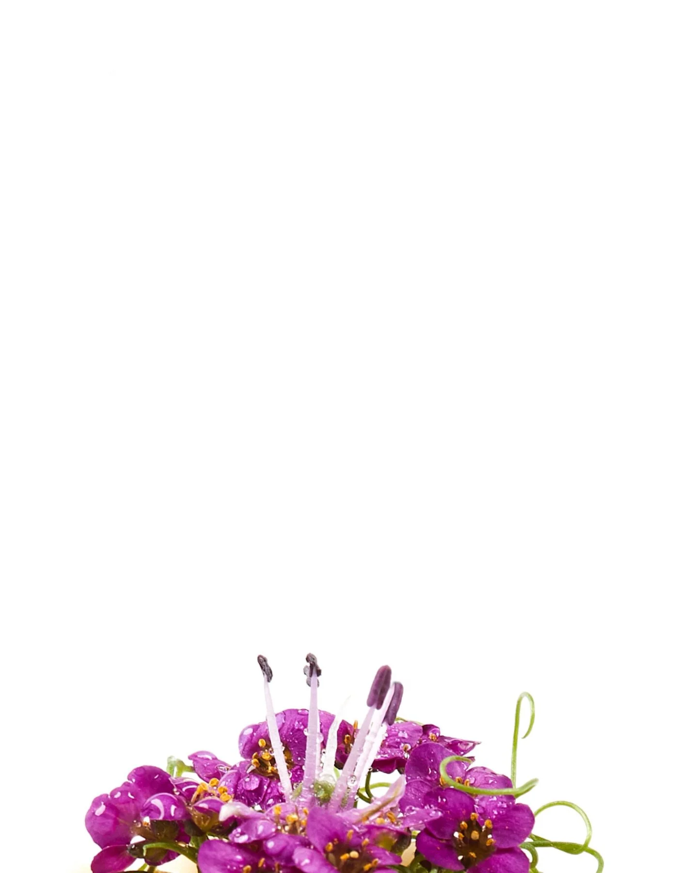 Sweet heritage. Savoury ambition.