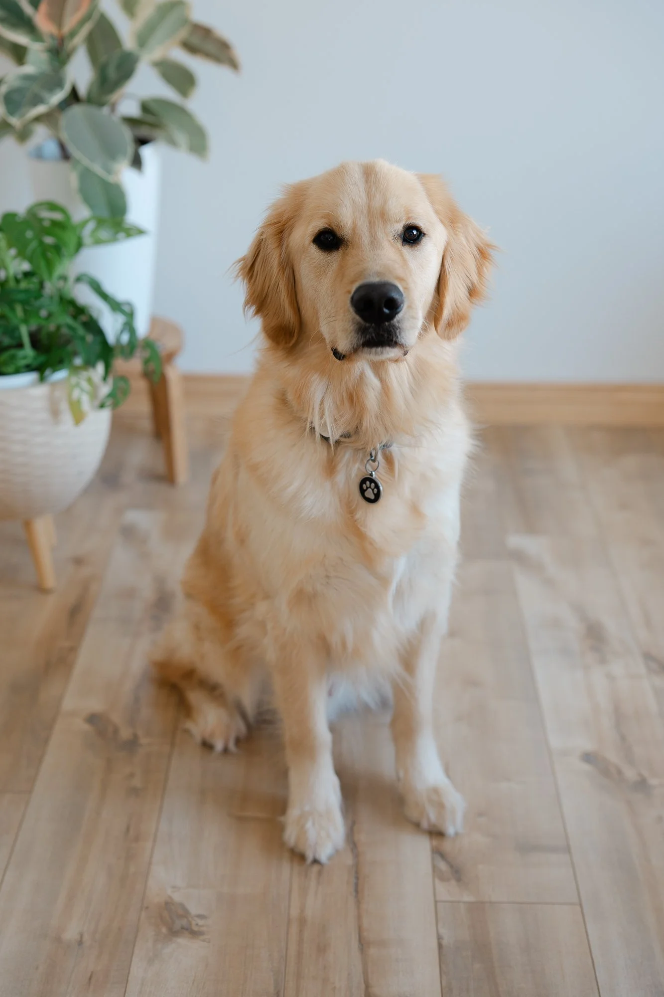 Un chien Golden Retriever assis sur un sol en bois, avec une plante verte à gauche et un mur clair en arrière-plan.