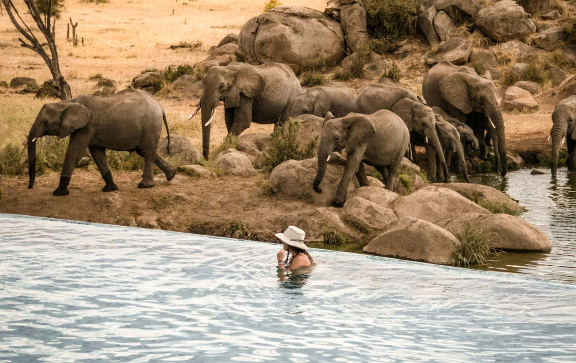 A woman swimming in a pool with African elephants drinking water at the riverbank behind her, surrounded by rocks and dry vegetation.