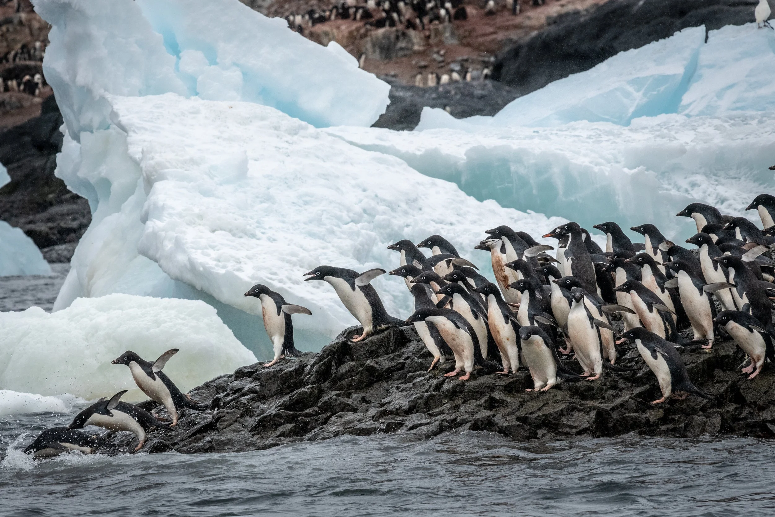 A group of penguins walking on rocky terrain near icebergs and snow in a cold, polar environment.