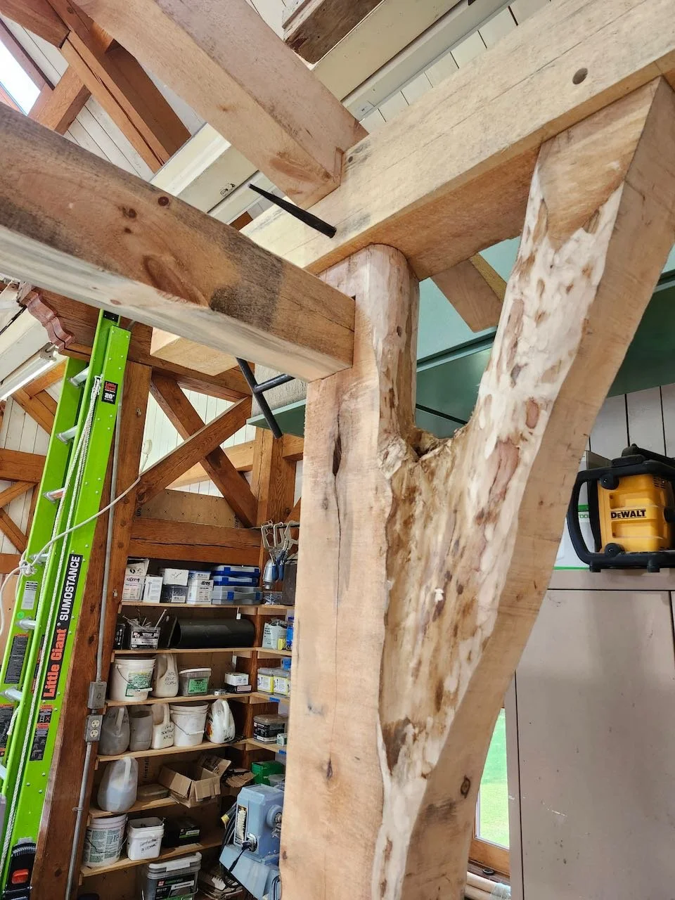 Funky bifurcated tree post in corner of a building