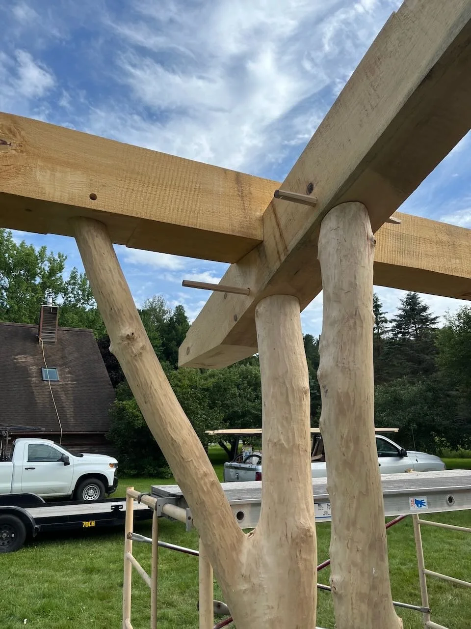 Organic tree form in timber frame