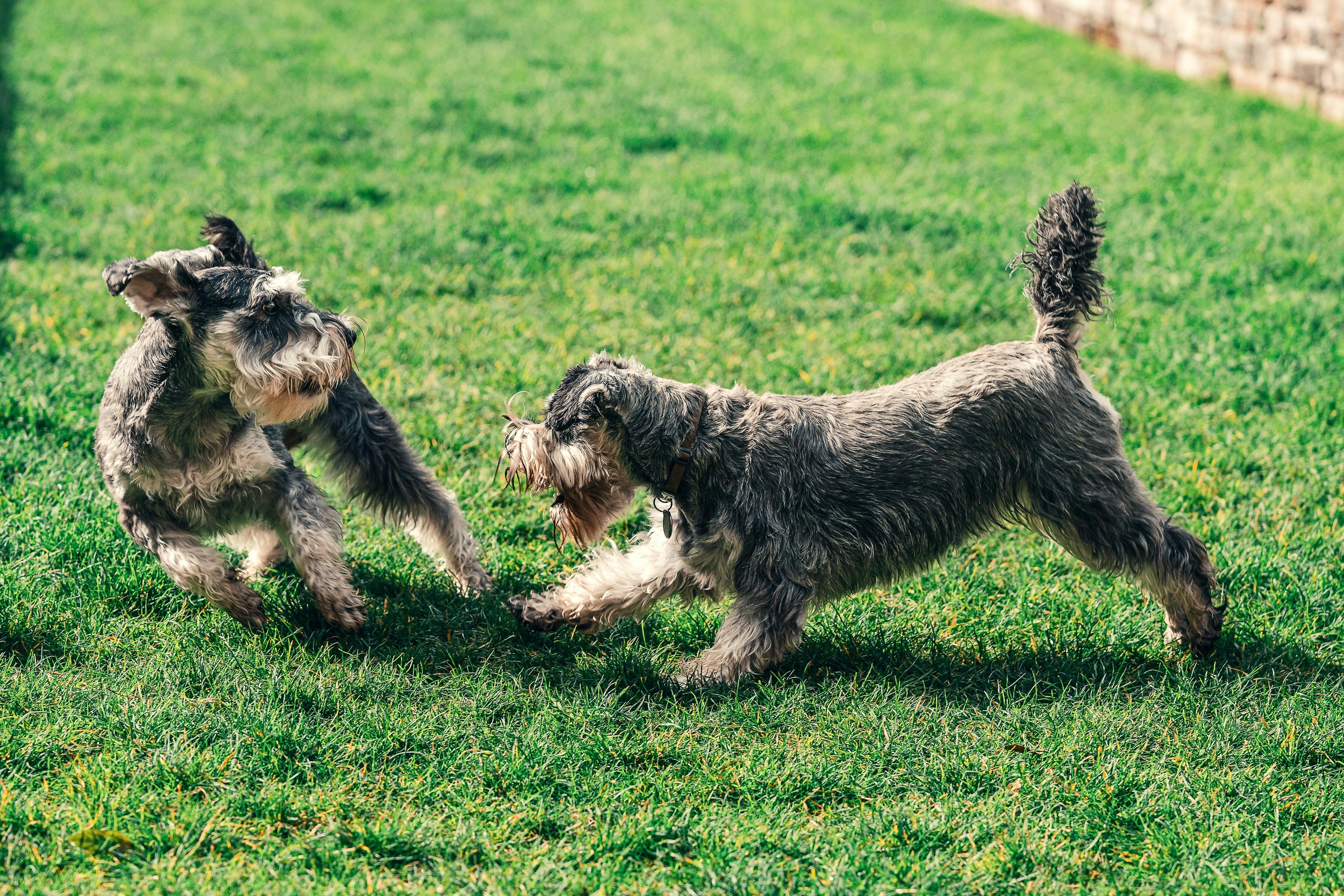 Classi di comunicazione per cani: molto più di un incontro sociale