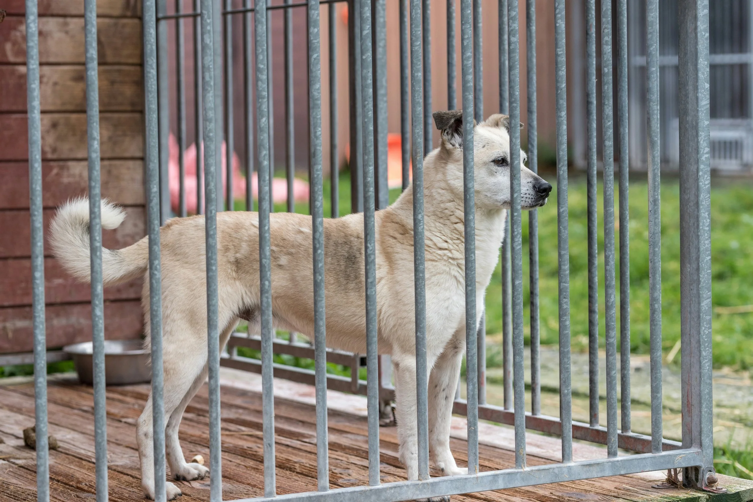 La verità sulle pensioni per cani