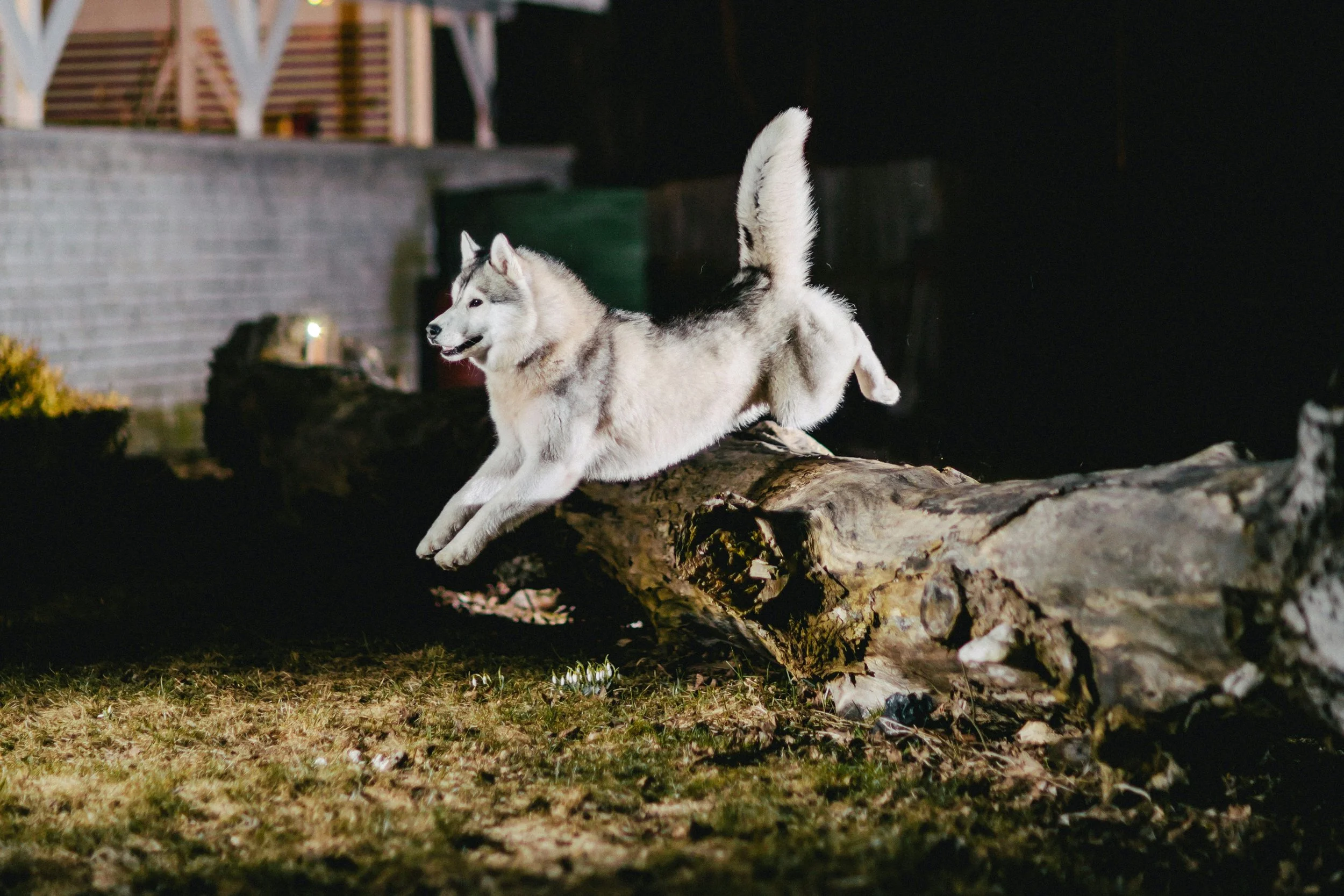 La pubertà del cane: comportamenti e soluzioni