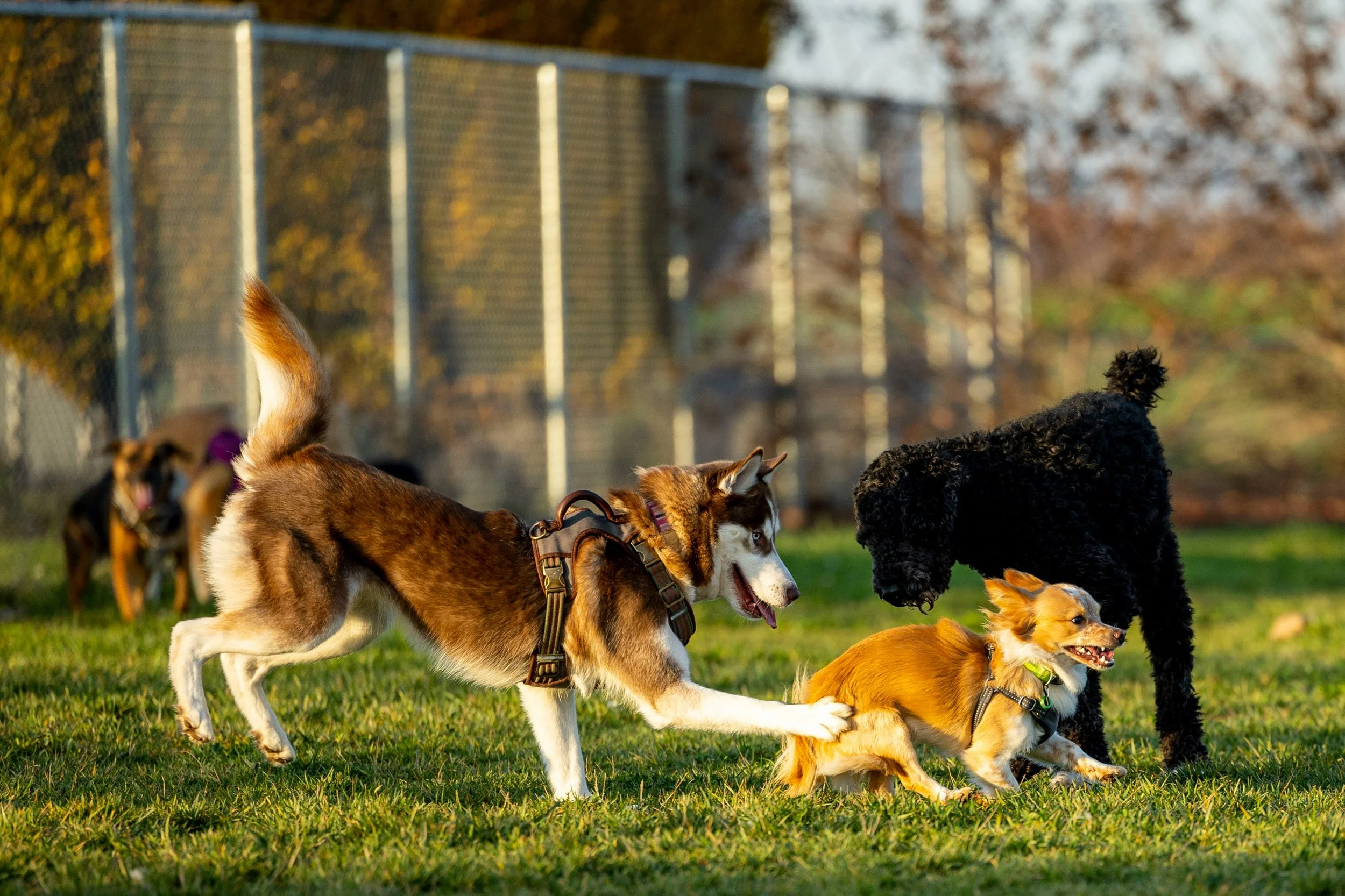 Asilo per cani sì, ma quale?