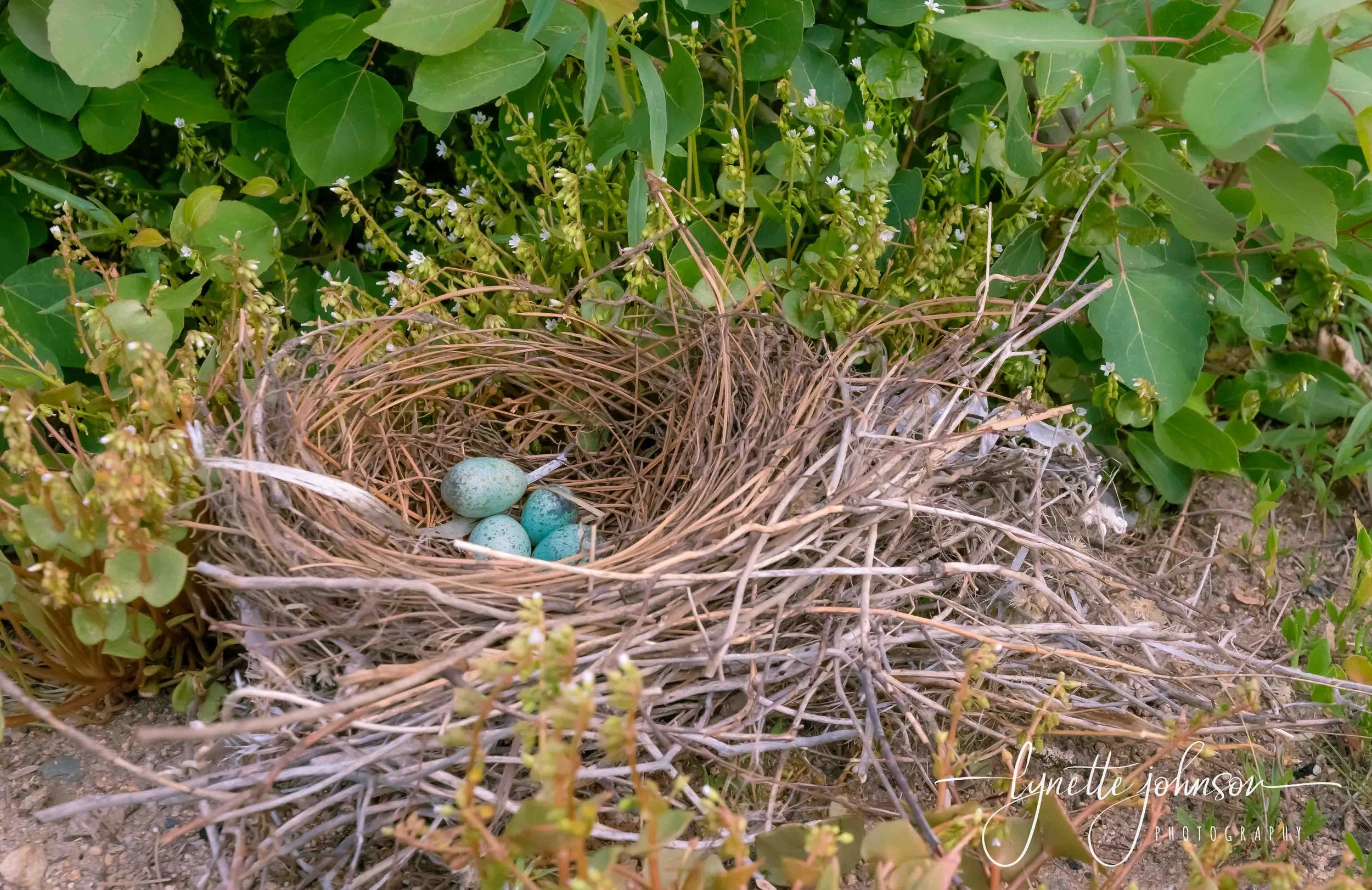 Birdnes Blue Jay LKJ06217.jpg