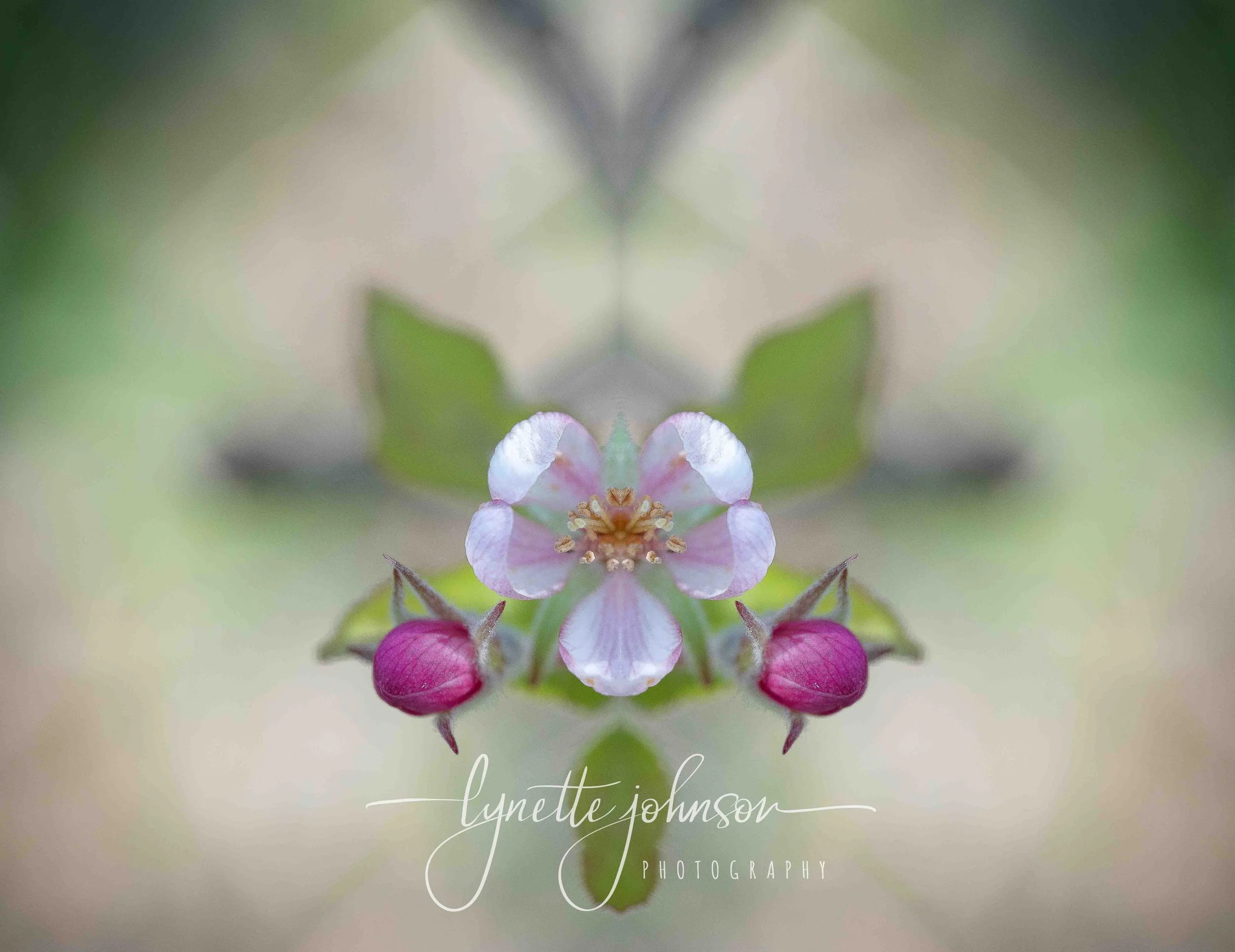 Apple Blossom White, Mirrored