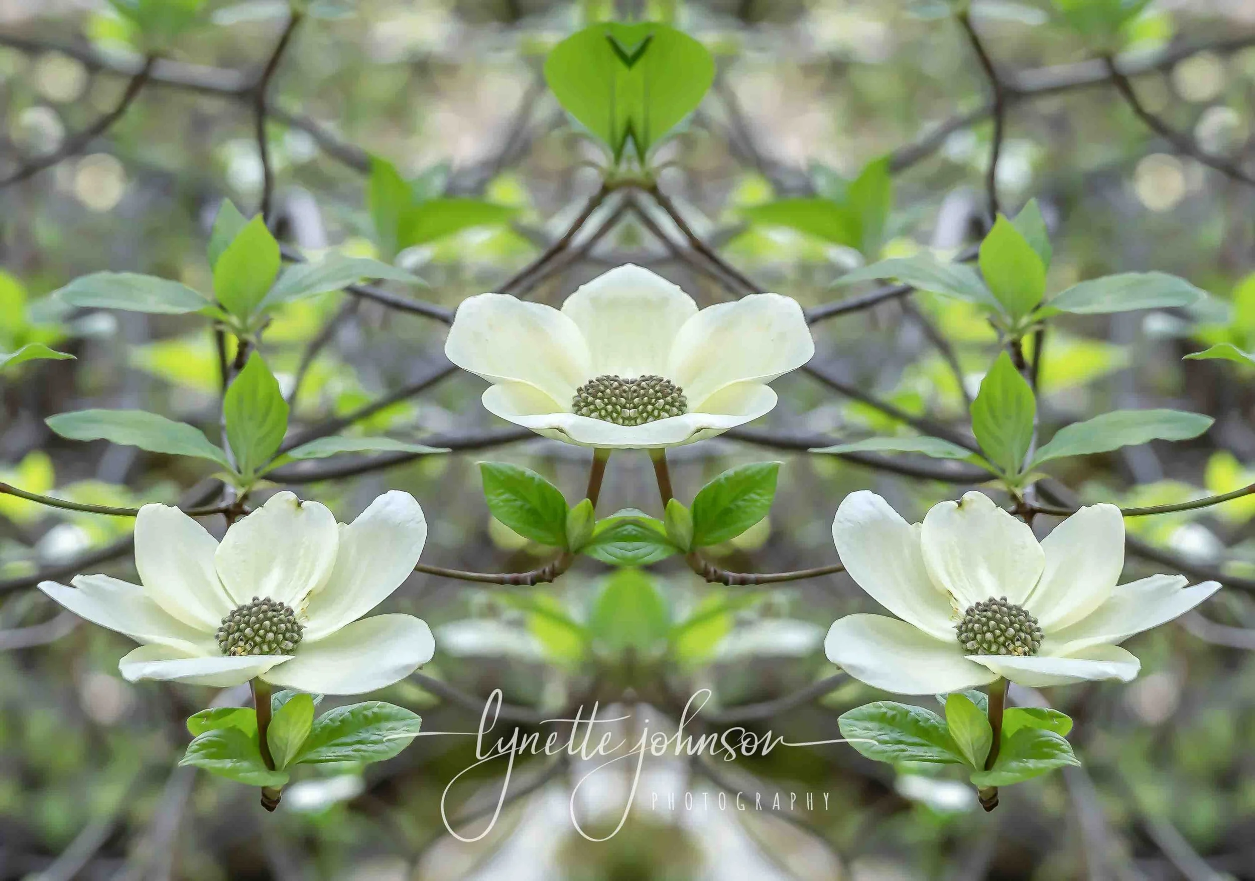 Dogwood Trio, Mirrored