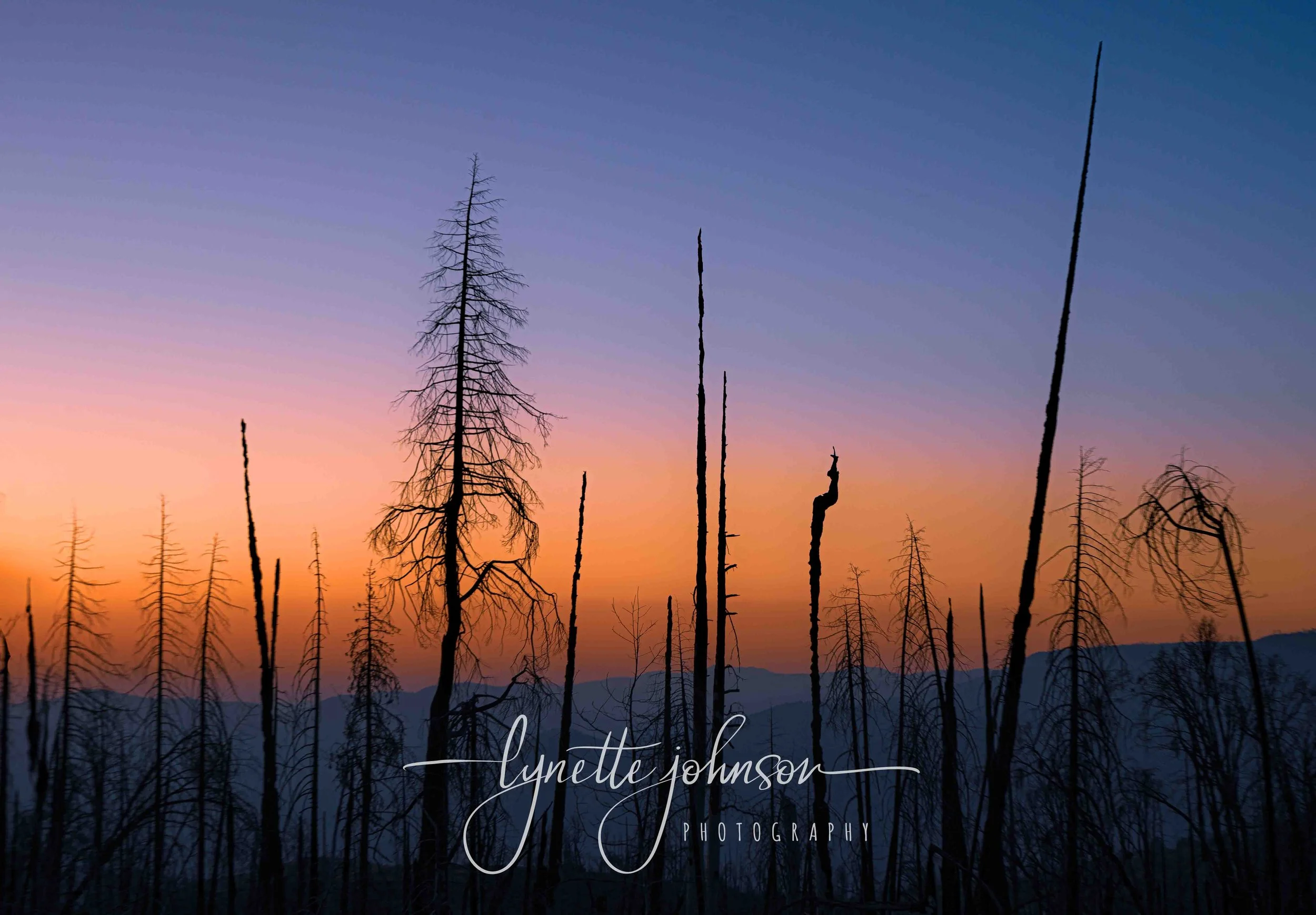 Charcoal Forest Sunset