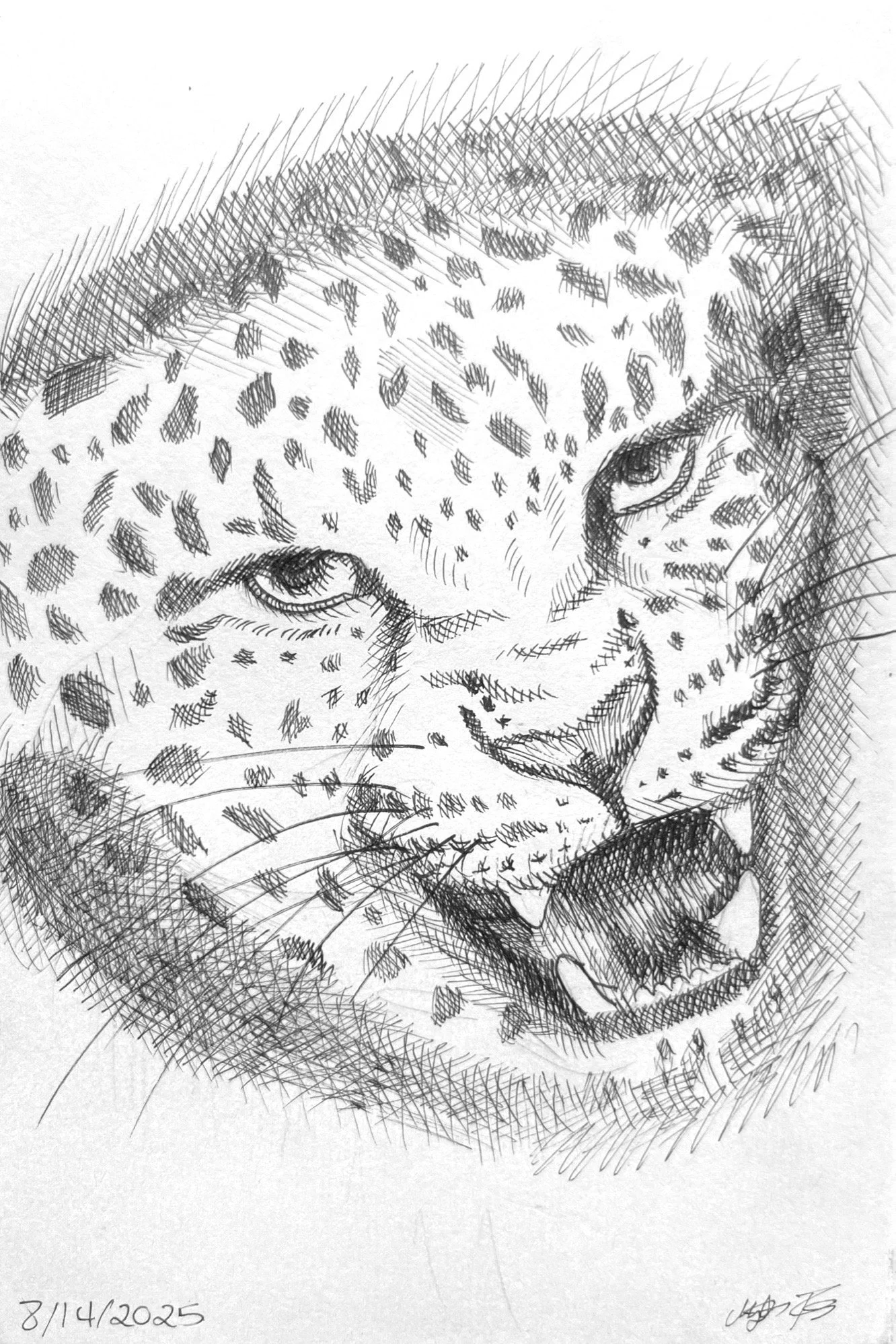 Leopard Study Sketch #1