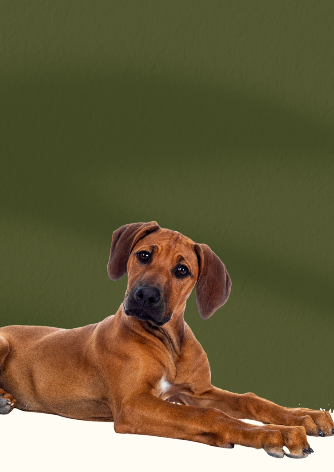 A brown dog with floppy ears lying against a background that transitions from moss green at the top to off-white at the bottom.