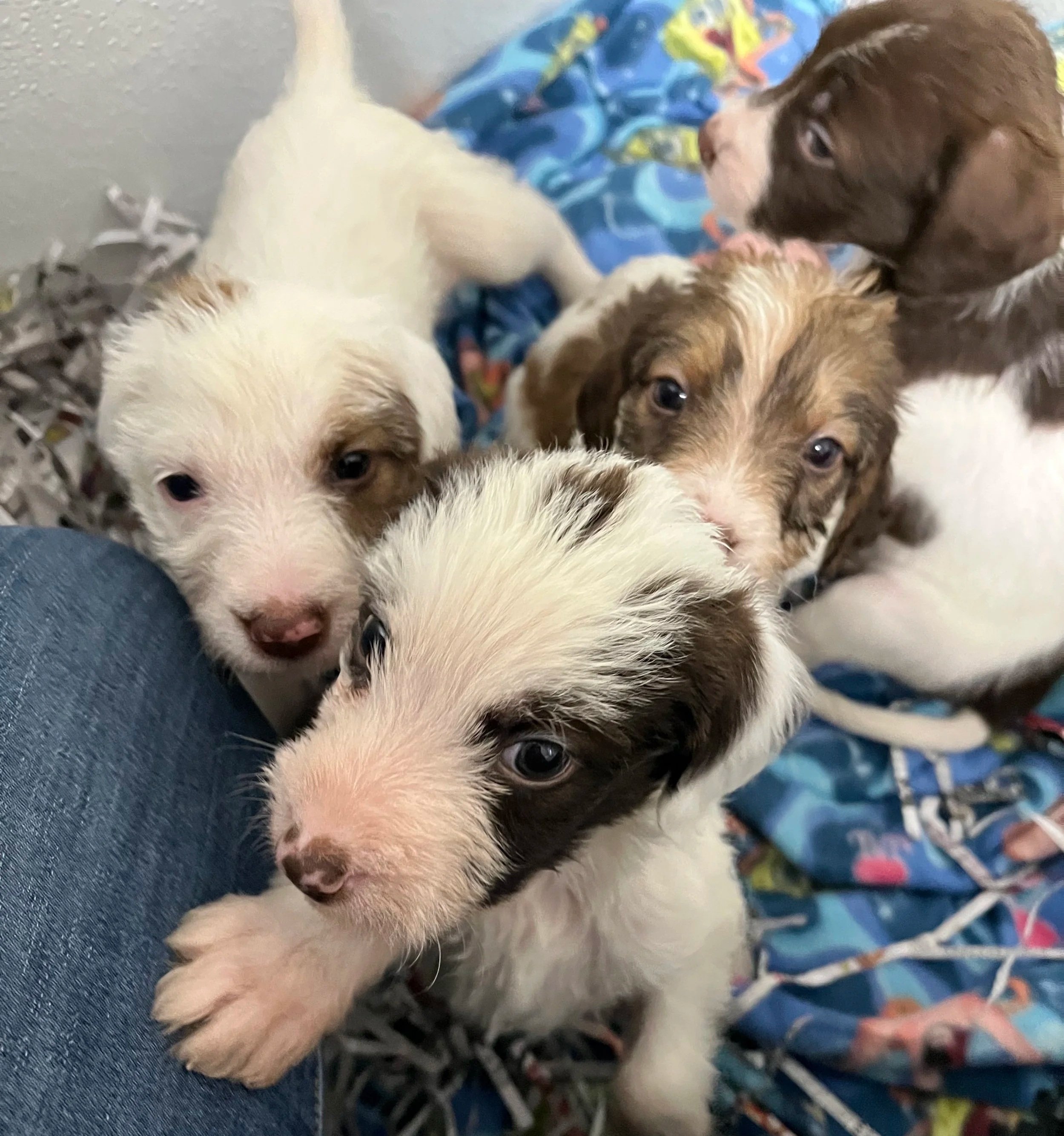 Five Puppies Rescued After Being Abandoned in Freezing Woods