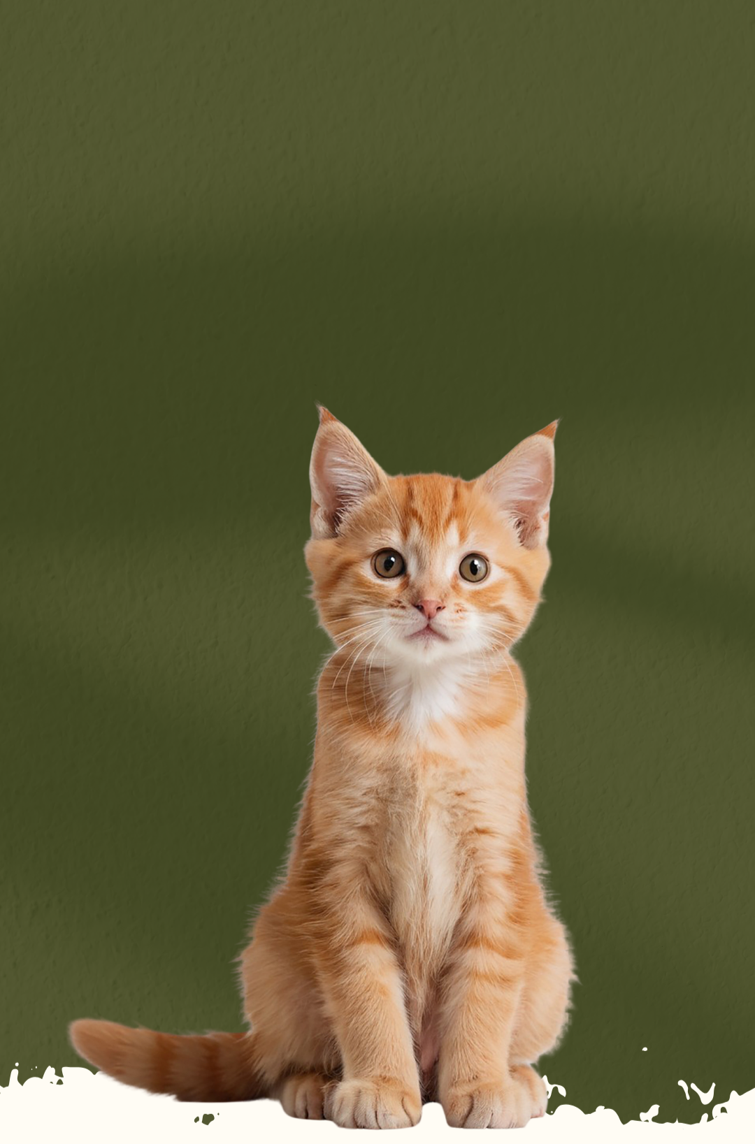 Orange tabby kitten sitting against a green wall.