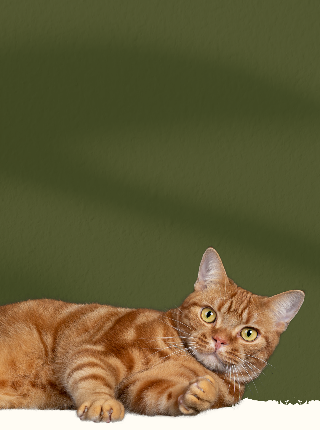 An orange tabby cat lying on a white surface against a green wall, looking at the camera.