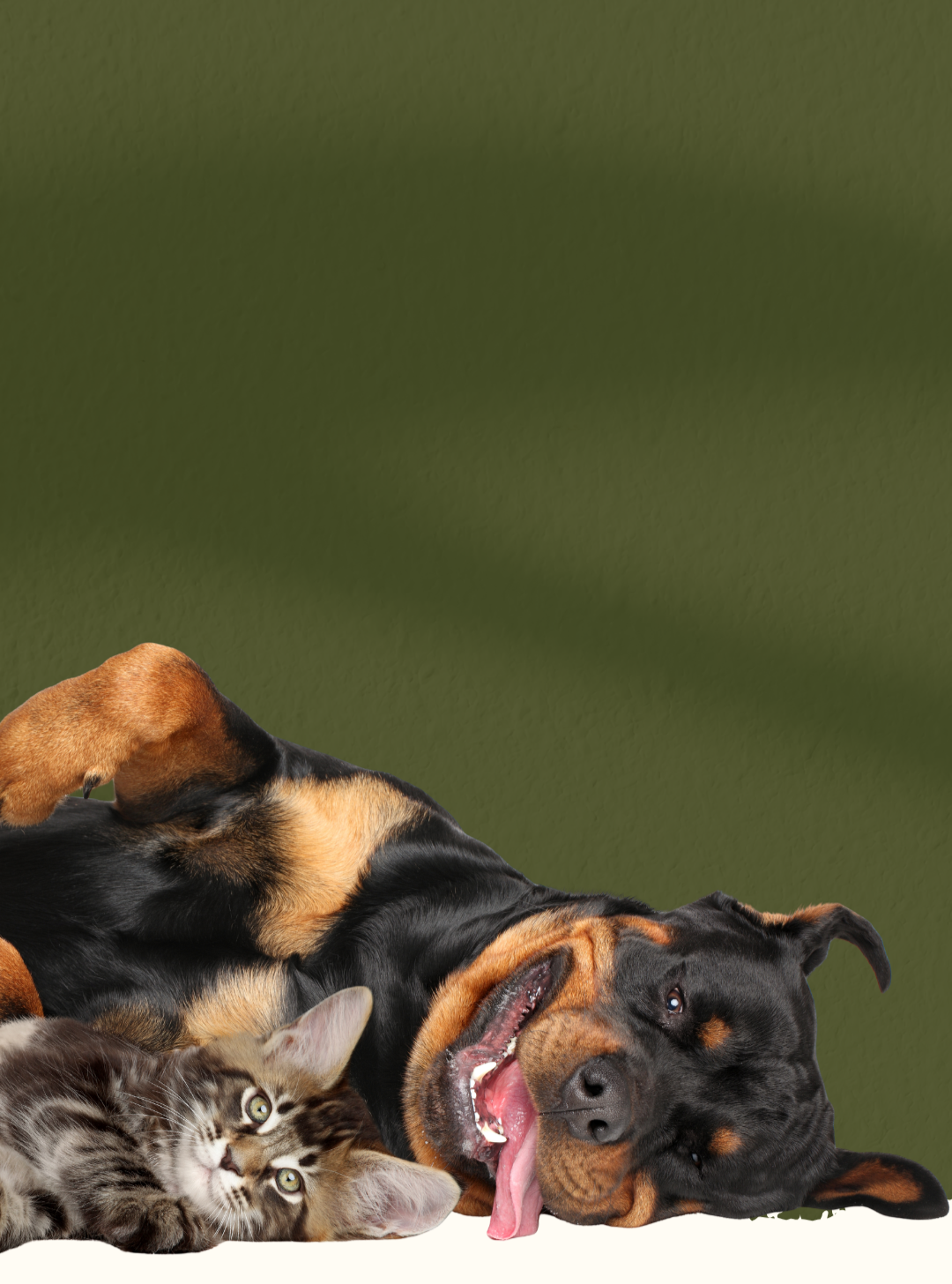 A playful scene with a black and brown dog lying on his side, a gray tabby kitten lying next to the dog, both on a white surface against a green background.