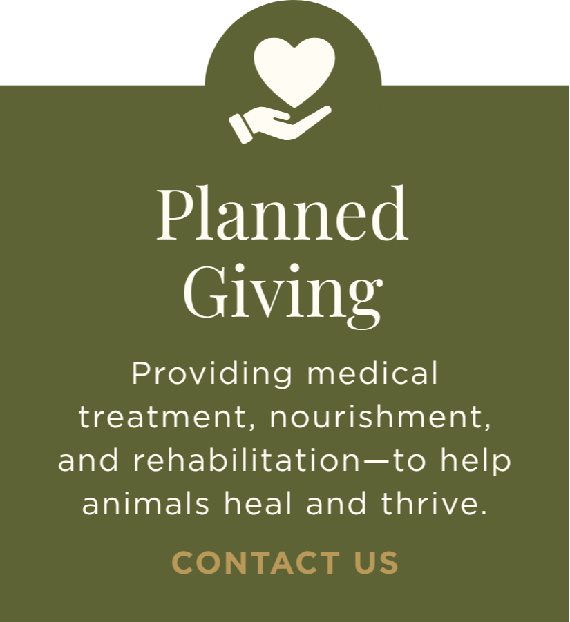 Layout promoting planned giving to support medical treatment, nourishment, and rehabilitation for animals, with a heart and hand icon at the top and 'CONTACT US' at the bottom.