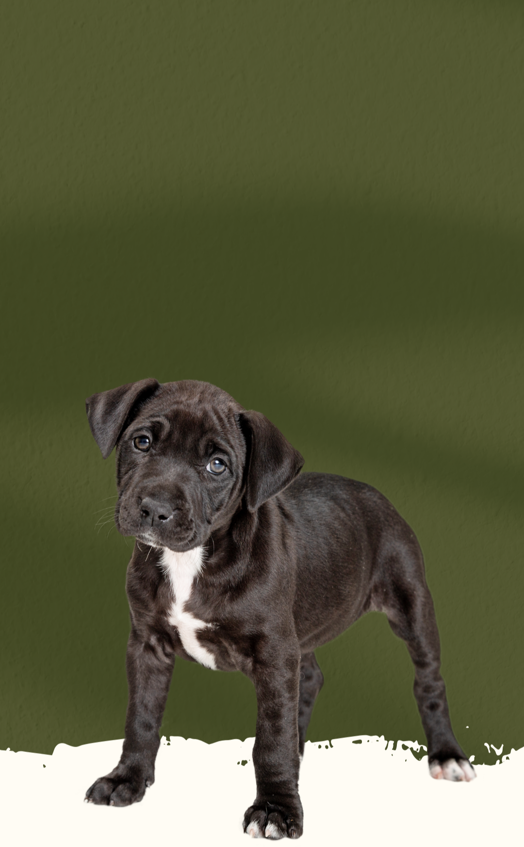 A black puppy with white chest and paws standing on a white surface against an olive green background.