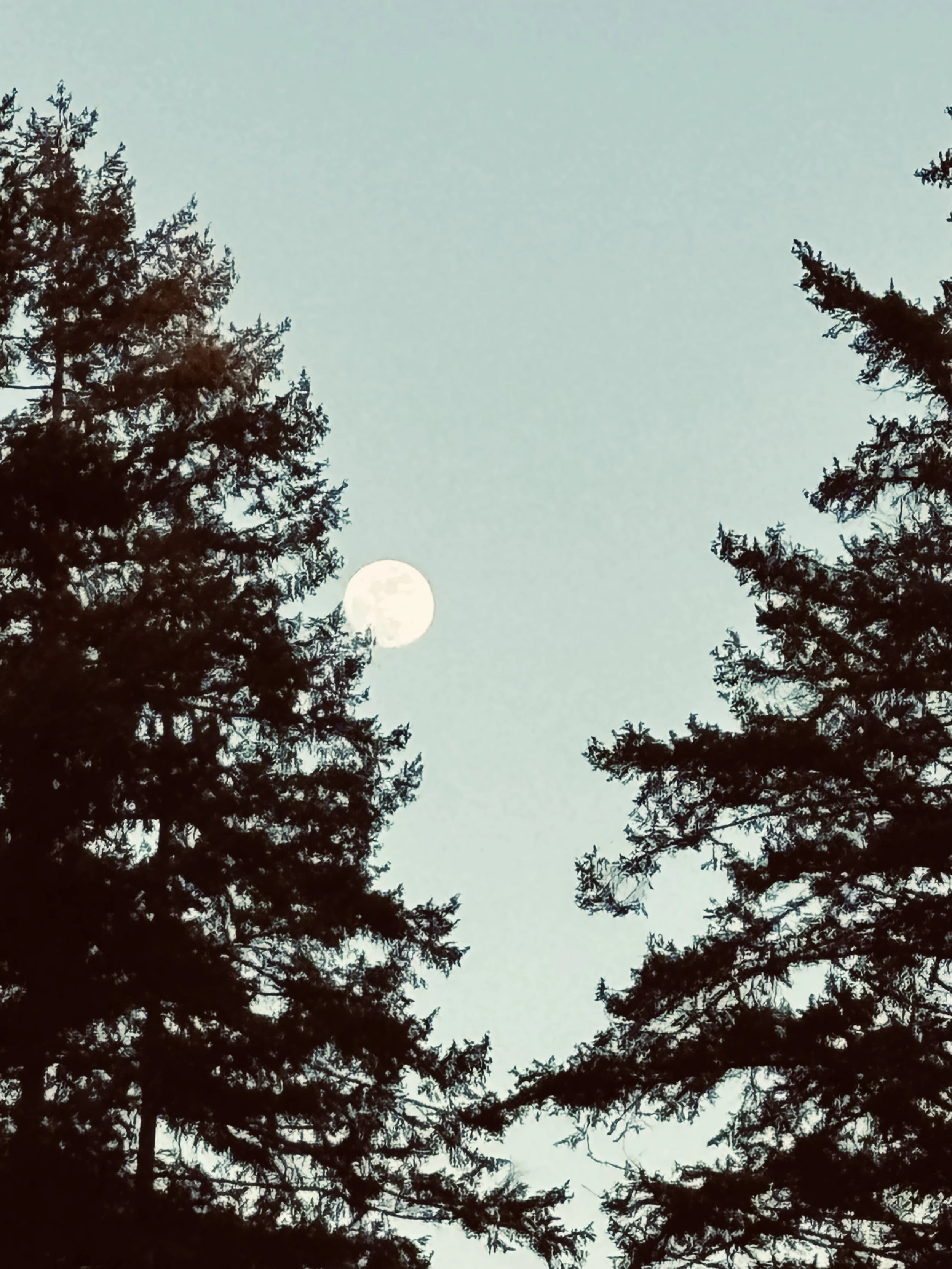 Blog Post Twenty-Eight: Aftermath of the Virgo Lunar Eclipse: Releasing Old Roles