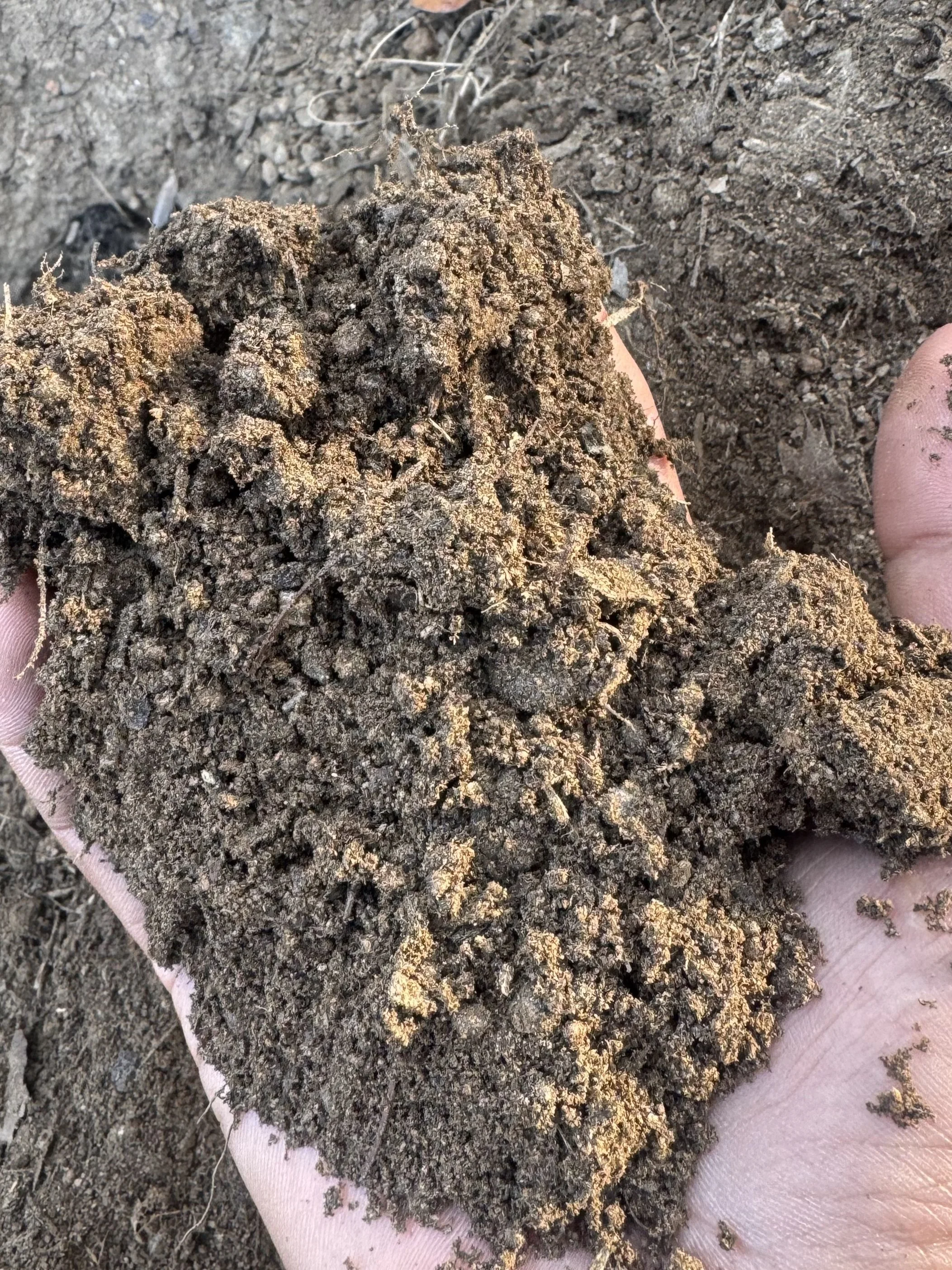 Close-up of a hand holding a large clump of dark, moist soil with small roots and organic matter visible.