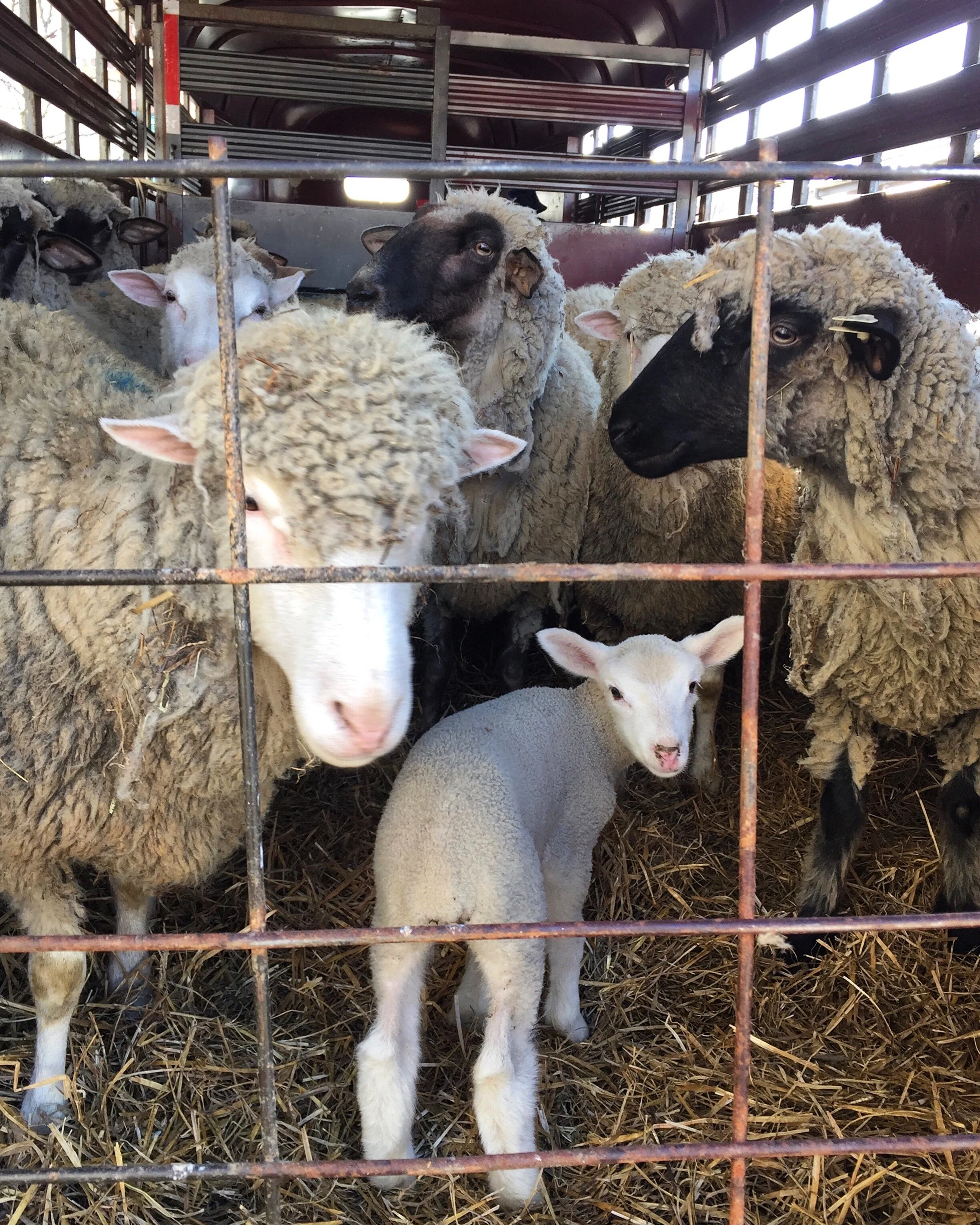 Sheep Shearing at North Union Farmers Market Shaker Square