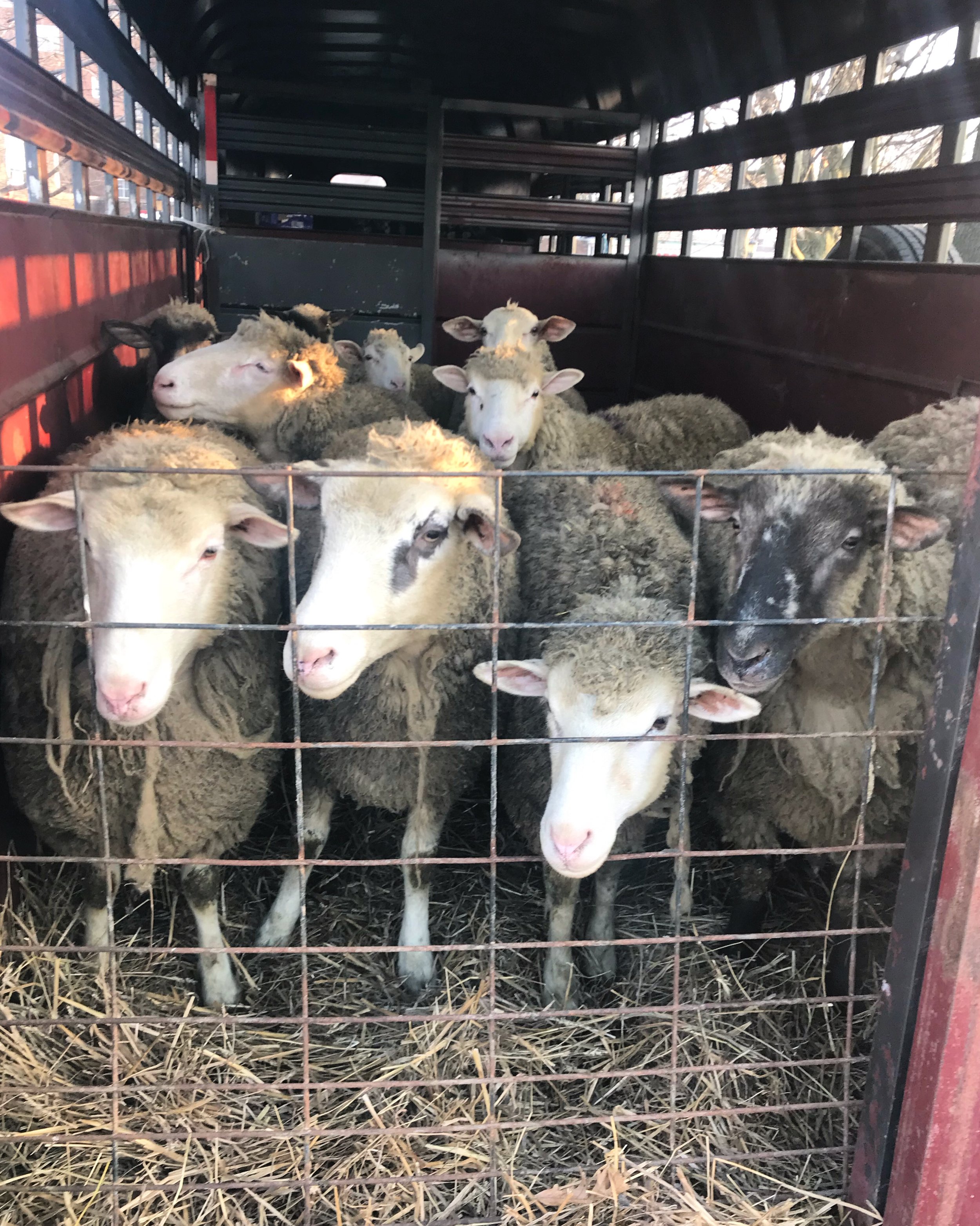 Sheep Shearing at North Union Farmers Market Crocker Park 