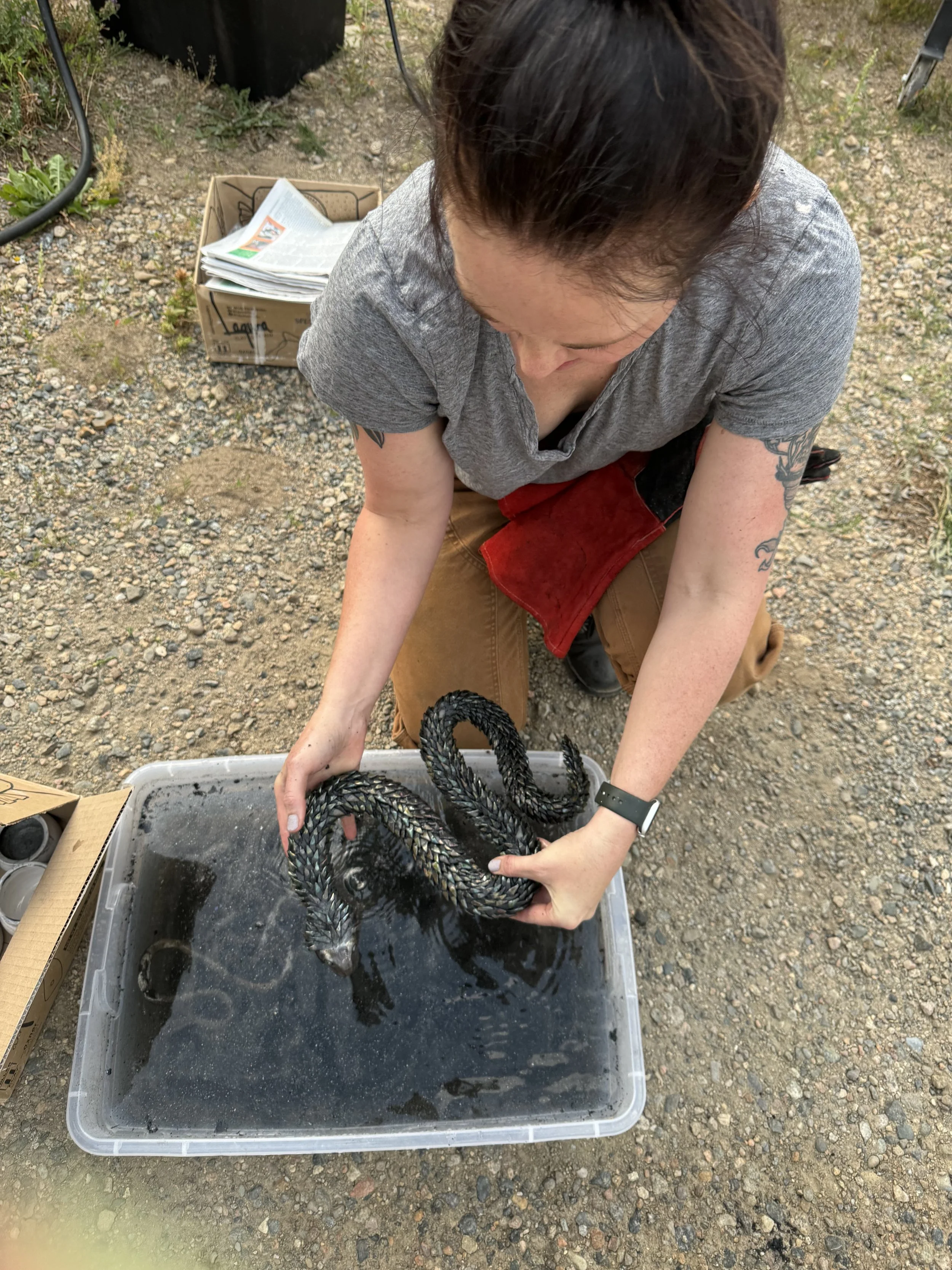 Artist Natalie Walker lifting a raku-fired ceramic snake sculpture from a water bath during the post-firing process, outdoors in Colorado.