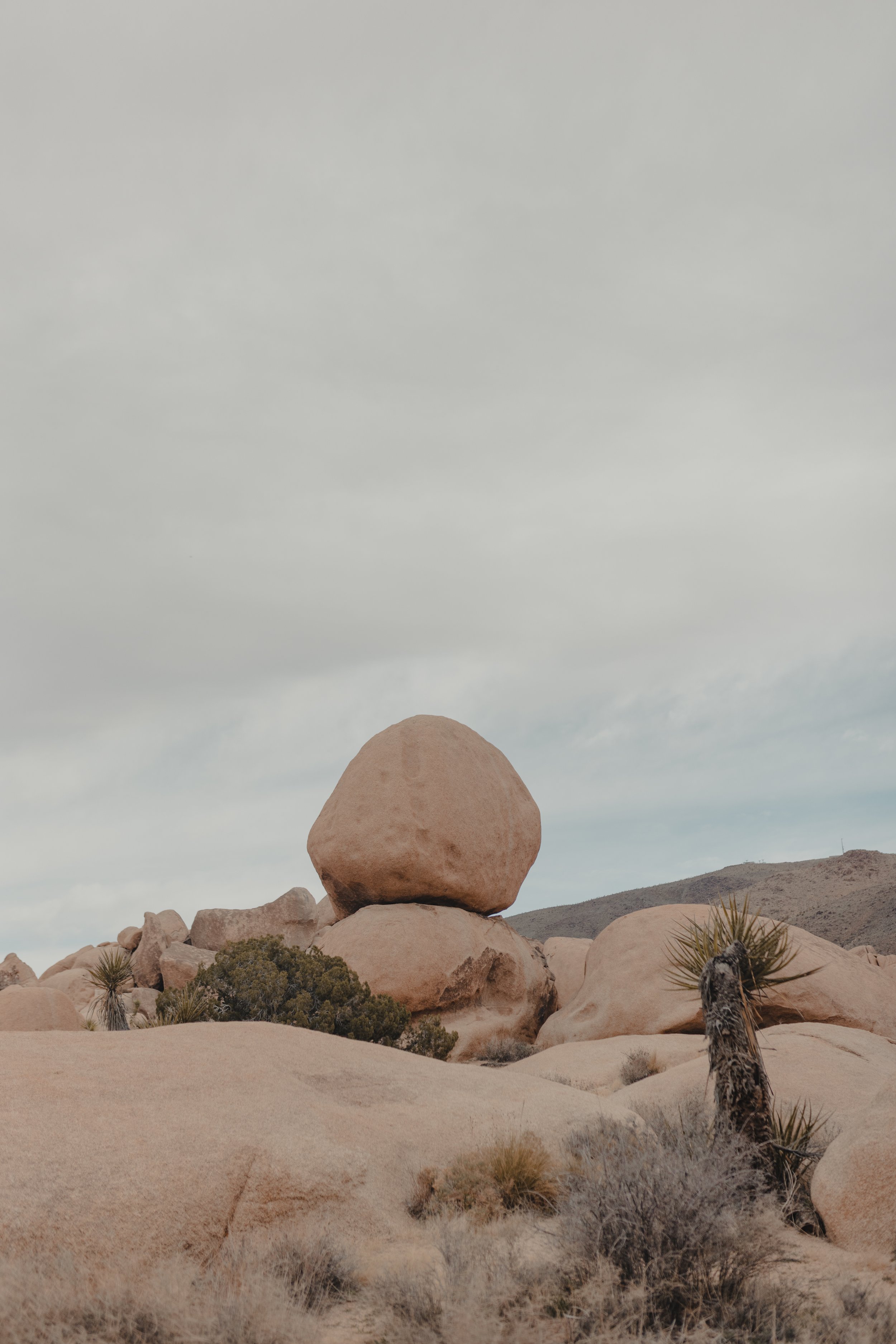 JoshuaTree1-11-13-110.jpg