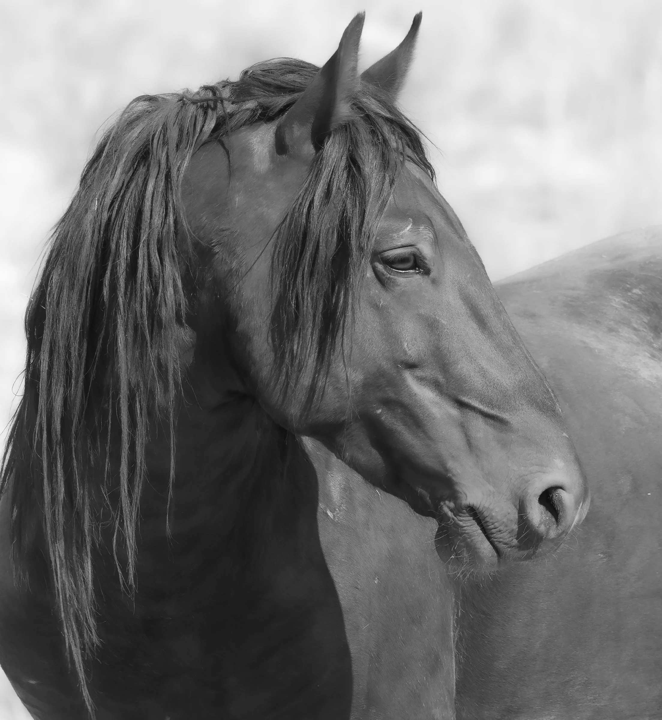 Diseños fotográficos Koru